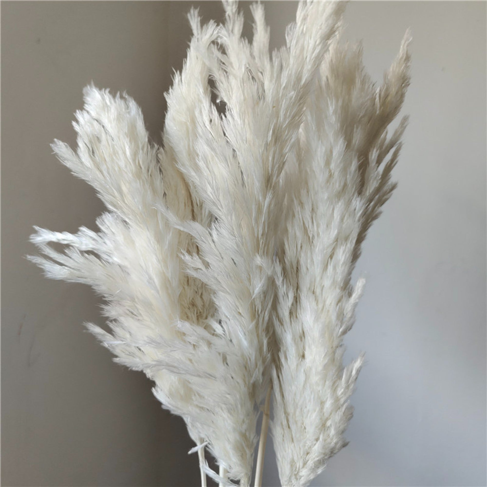 Alilang Decorative Dried Tall Grass Stems for Home Decoration and Floral Arrangements