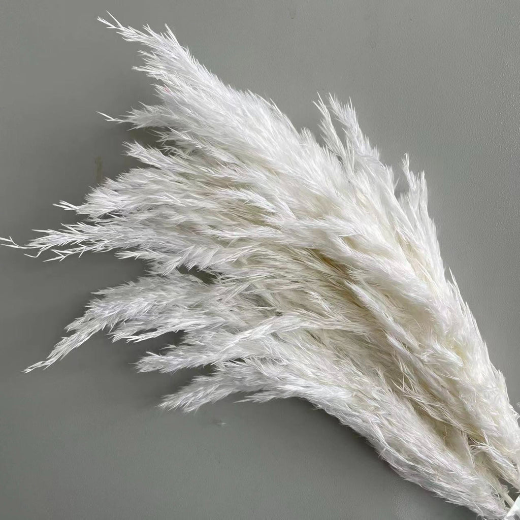 Alilang Decorative Dried Tall Grass Stems for Home Decoration and Floral Arrangements
