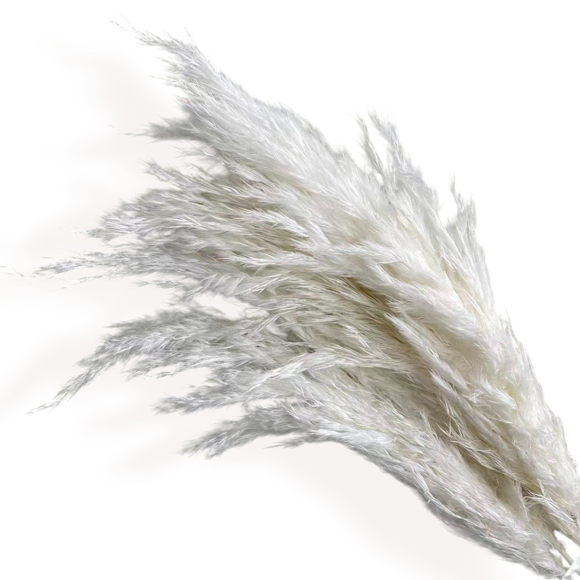 Alilang Decorative Dried Tall Grass Stems for Home Decoration and Floral Arrangements