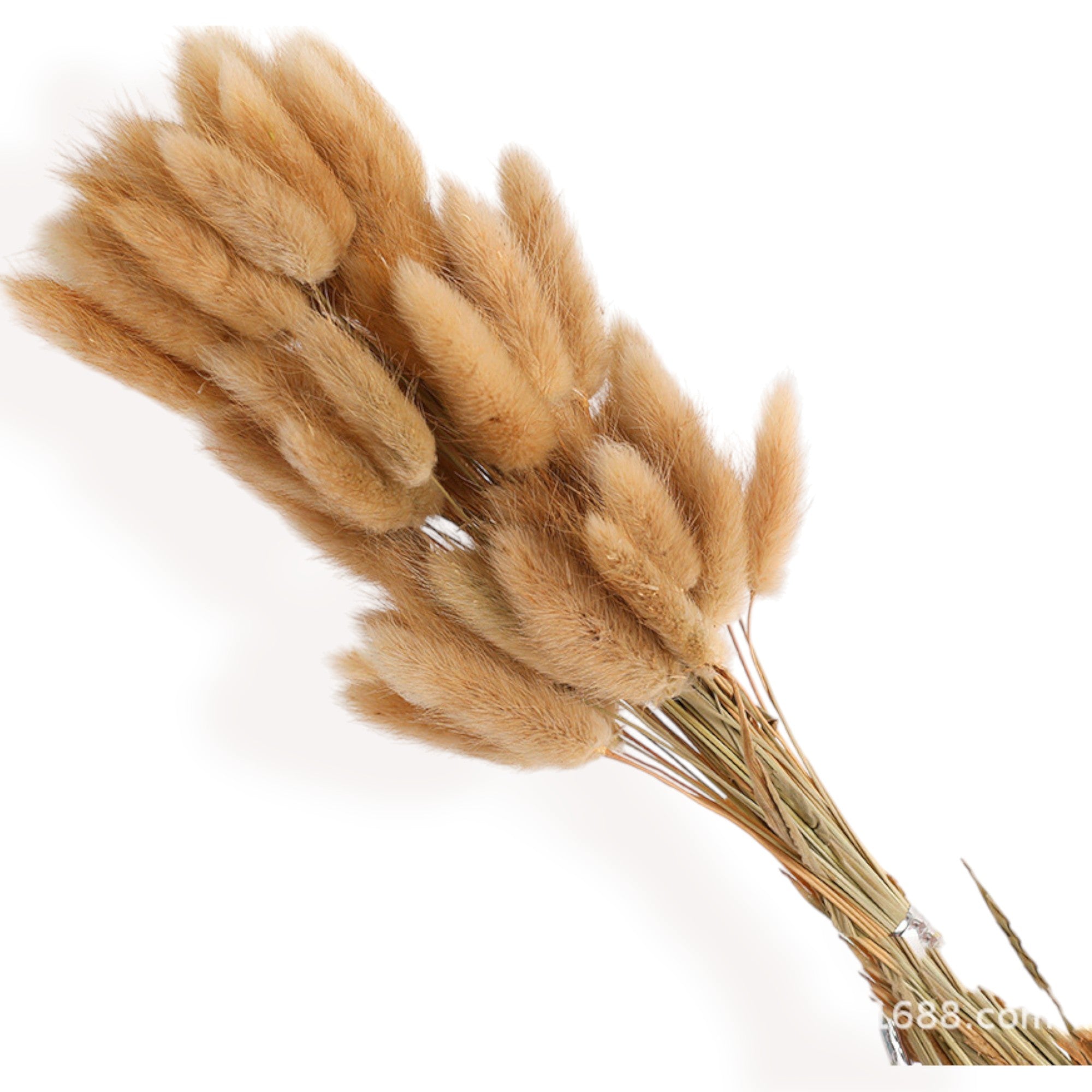 Alilang Decorative Dried Bunny Tail Grass Bouquet with Contrasting Textures for Home Decoration