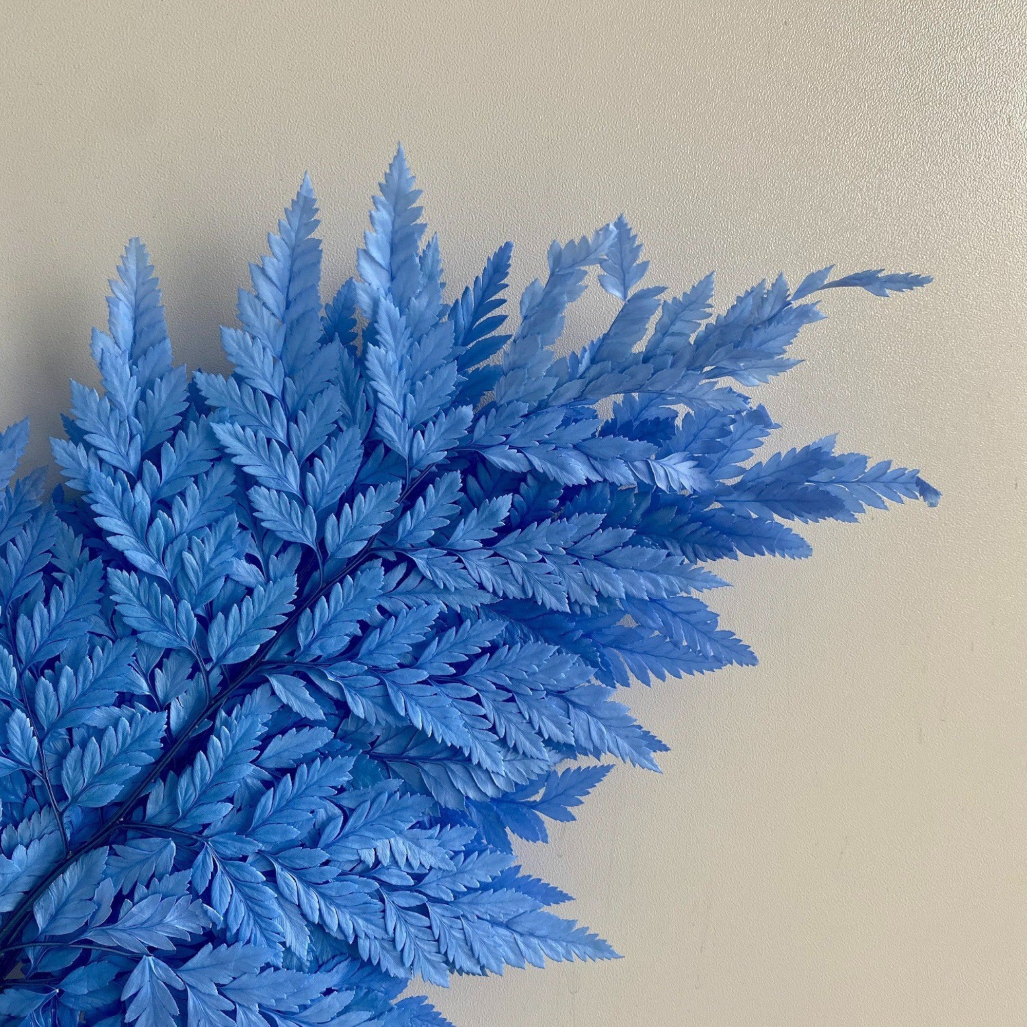 Alilang Decorative Dried Fern Leaves for Home Decoration and Floral Arrangements