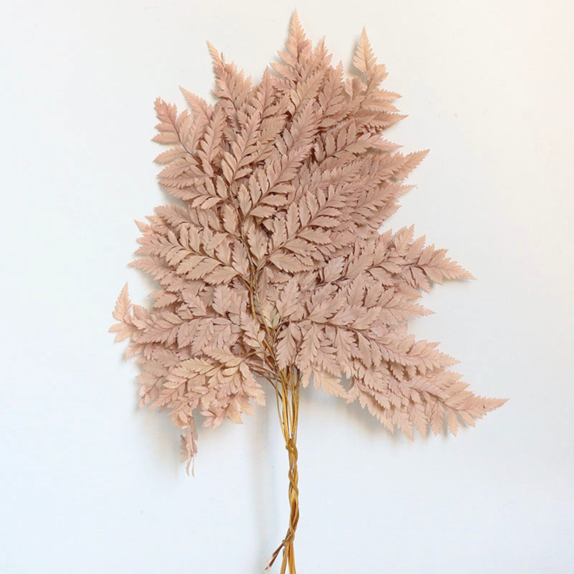 Alilang Decorative Dried Fern Leaves for Home Decoration and Floral Arrangements