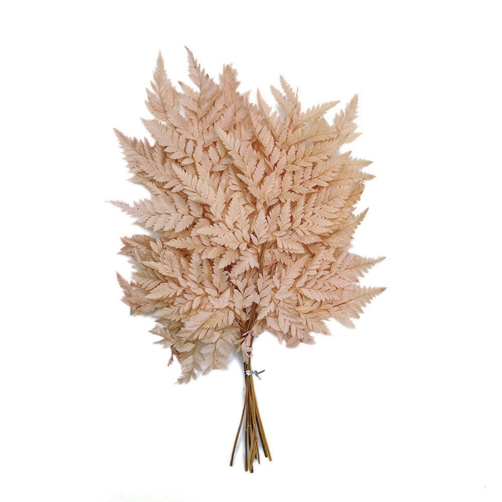 Alilang Decorative Dried Fern Leaves for Home Decoration and Floral Arrangements