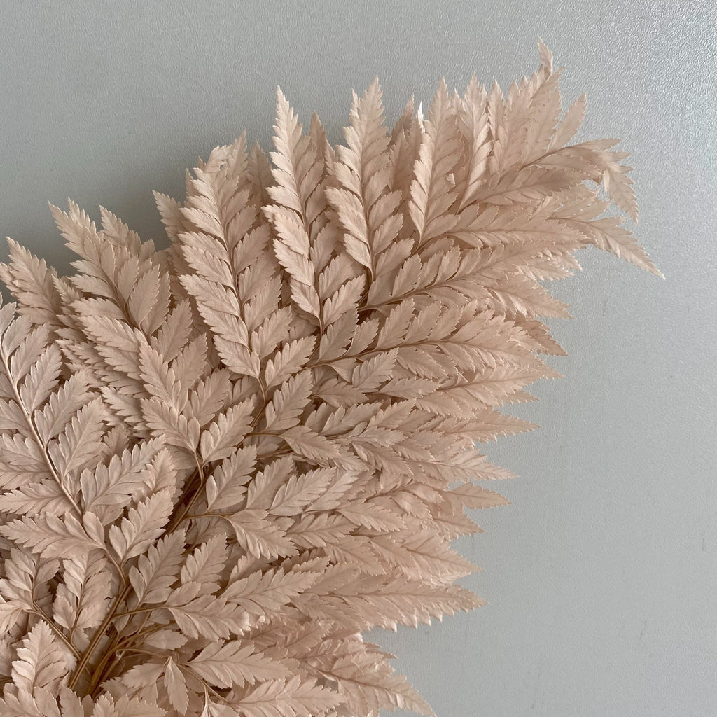 Alilang Decorative Dried Fern Leaves for Home Decoration and Floral Arrangements