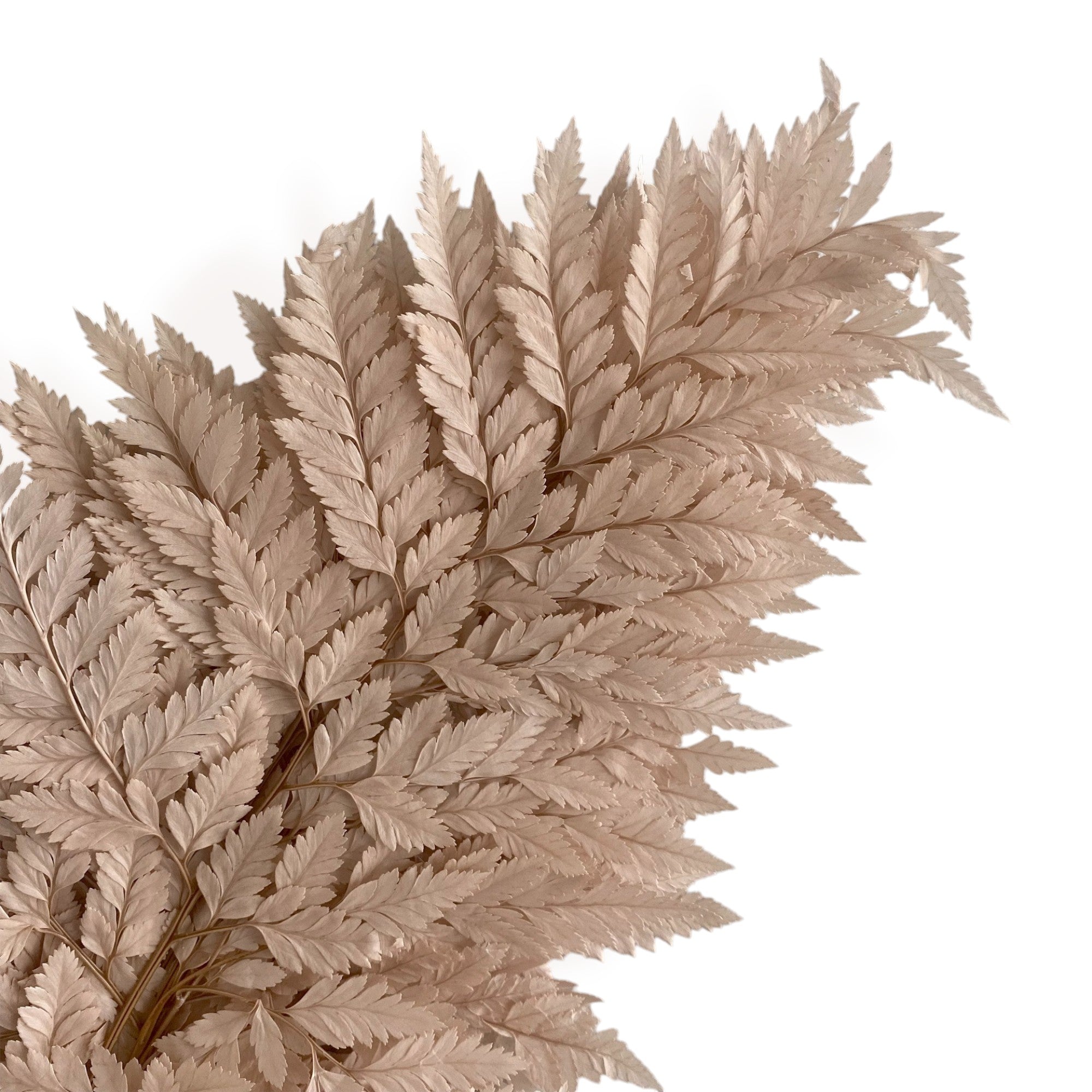 Alilang Decorative Dried Fern Leaves for Home Decoration and Floral Arrangements