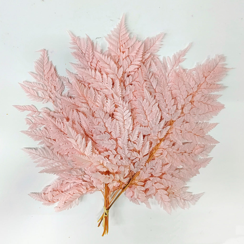 Alilang Decorative Dried Fern Leaves for Home Decoration and Floral Arrangements