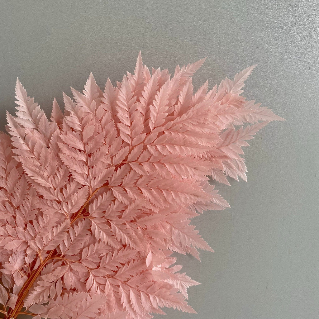 Alilang Decorative Dried Fern Leaves for Home Decoration and Floral Arrangements