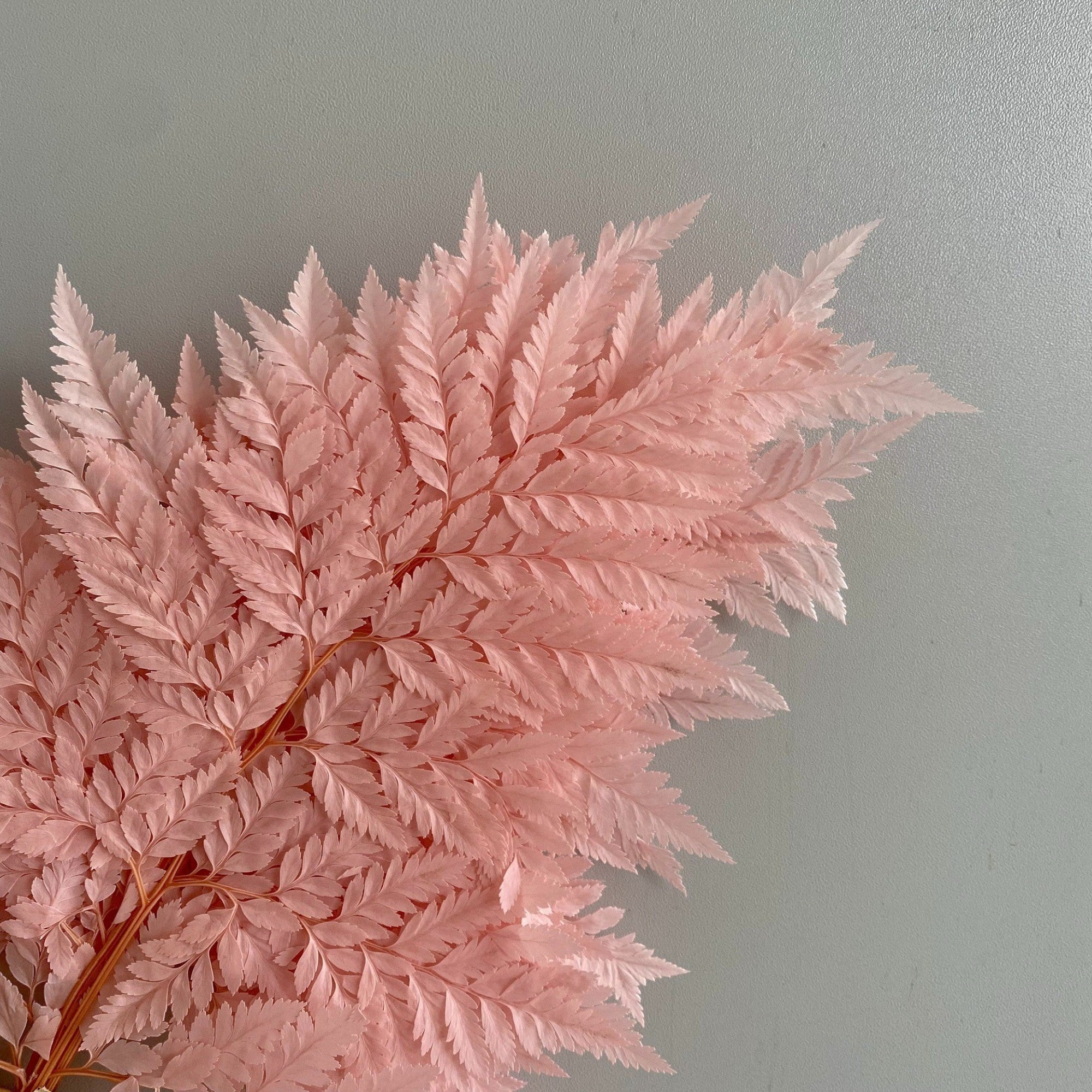 Alilang Decorative Dried Fern Leaves for Home Decoration and Floral Arrangements