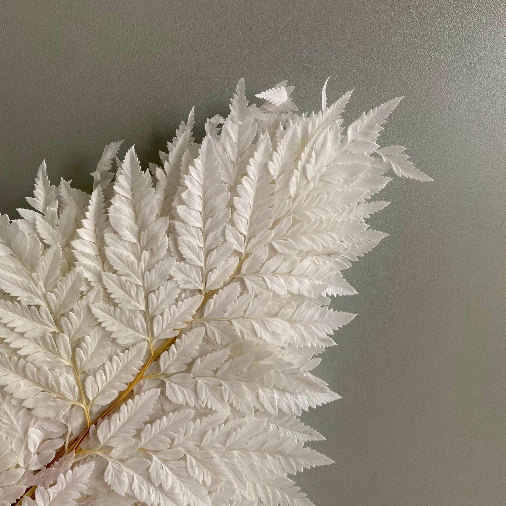 Alilang Decorative Dried Fern Leaves for Home Decoration and Floral Arrangements