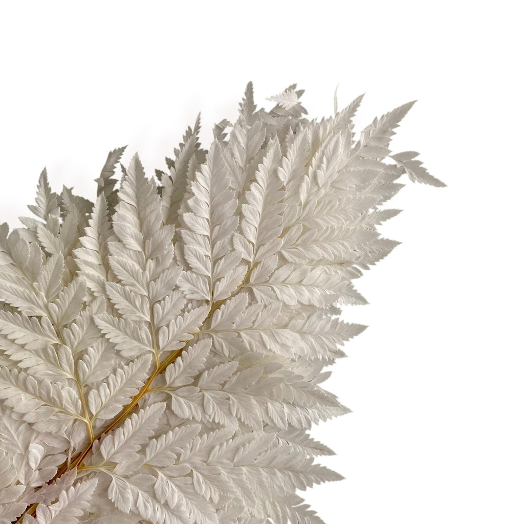 Alilang Decorative Dried Fern Leaves for Home Decoration and Floral Arrangements