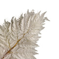 Alilang Decorative Dried Fern Leaves for Home Decoration and Floral Arrangements