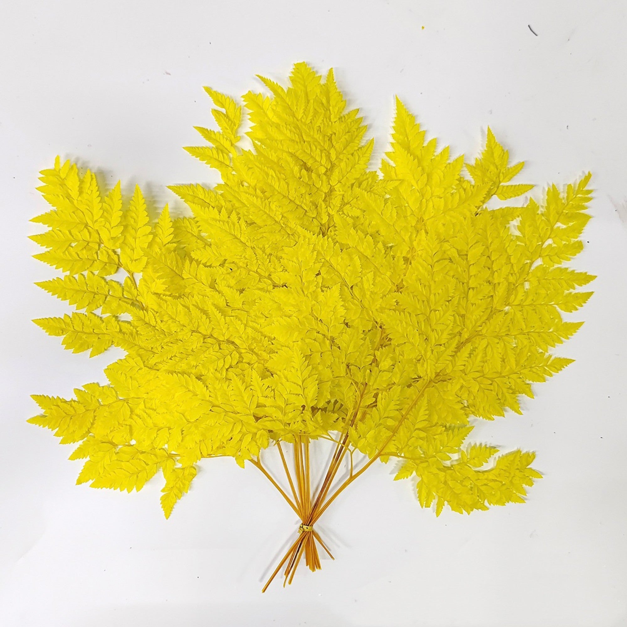 Alilang Decorative Dried Fern Leaves for Home Decoration and Floral Arrangements