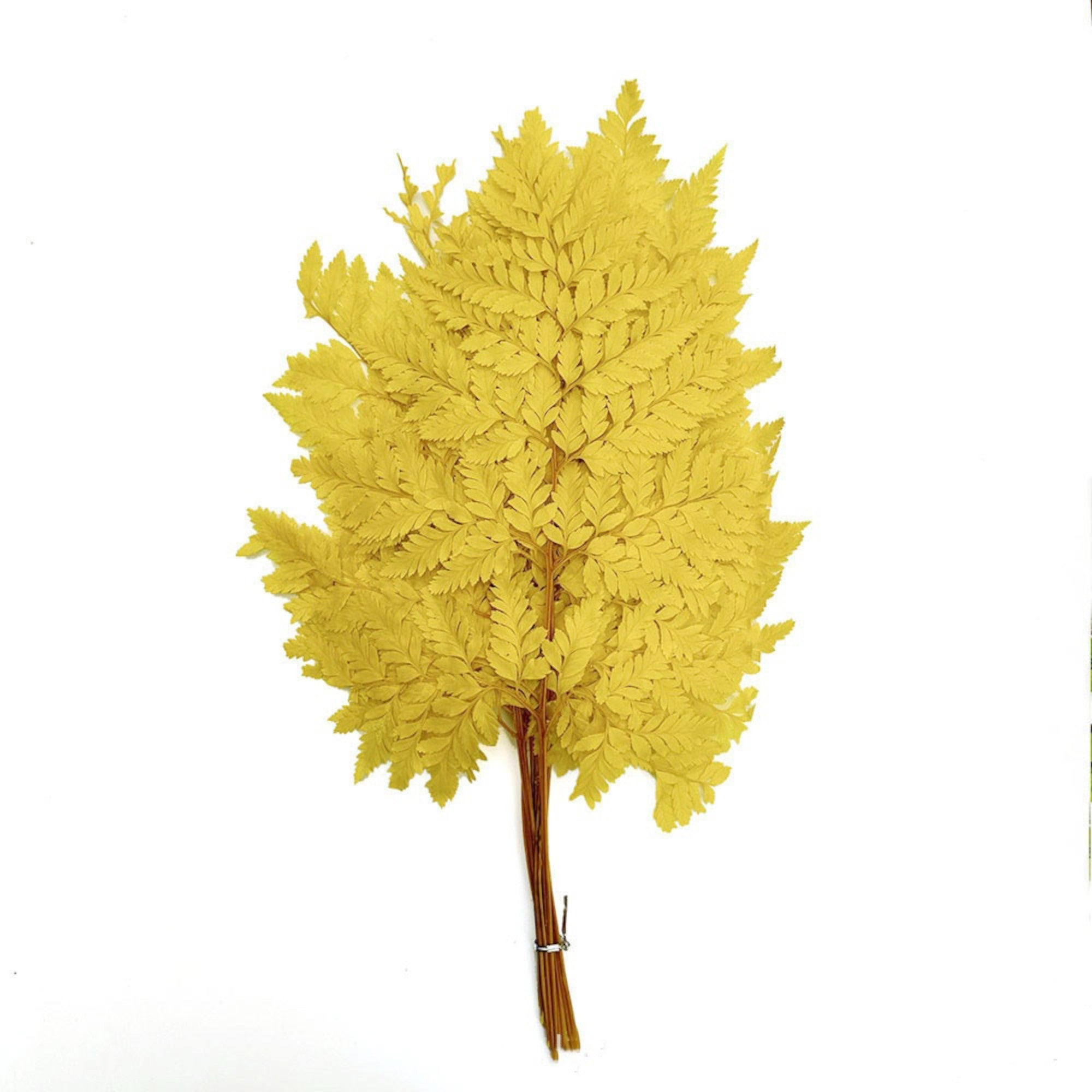 Alilang Decorative Dried Fern Leaves for Home Decoration and Floral Arrangements
