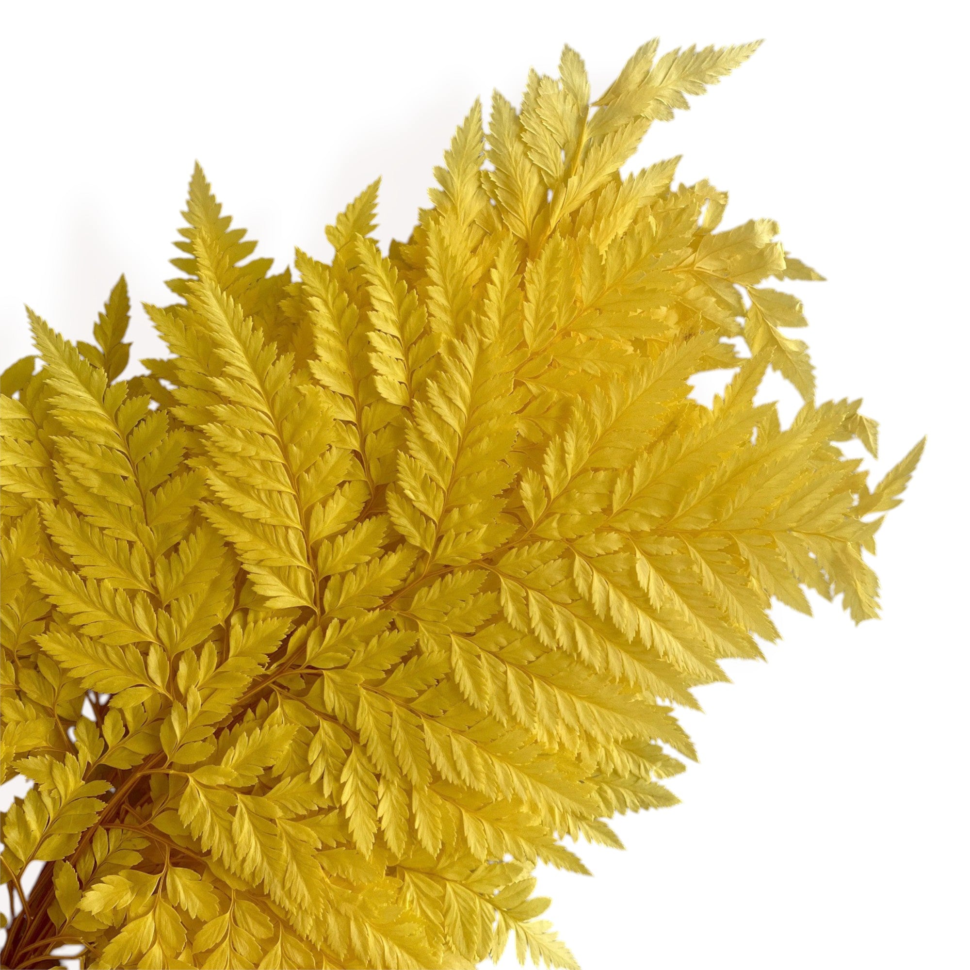Alilang Decorative Dried Fern Leaves for Home Decoration and Floral Arrangements