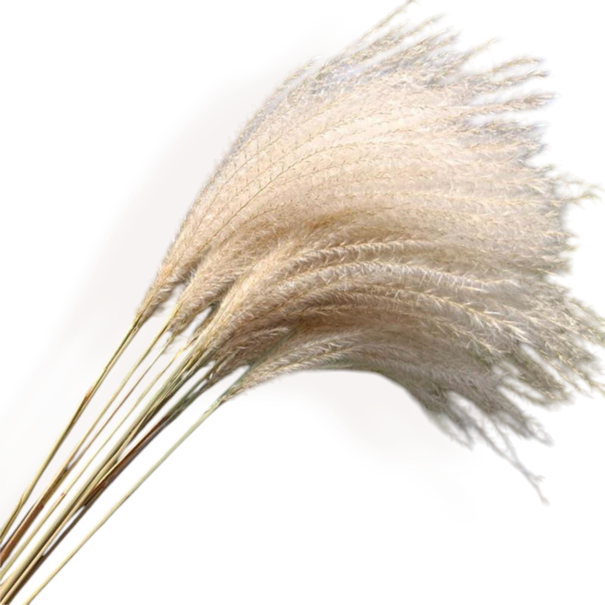 Alilang Decorative Dried Grass and Pampas Bouquet for Home Decoration and Centerpieces