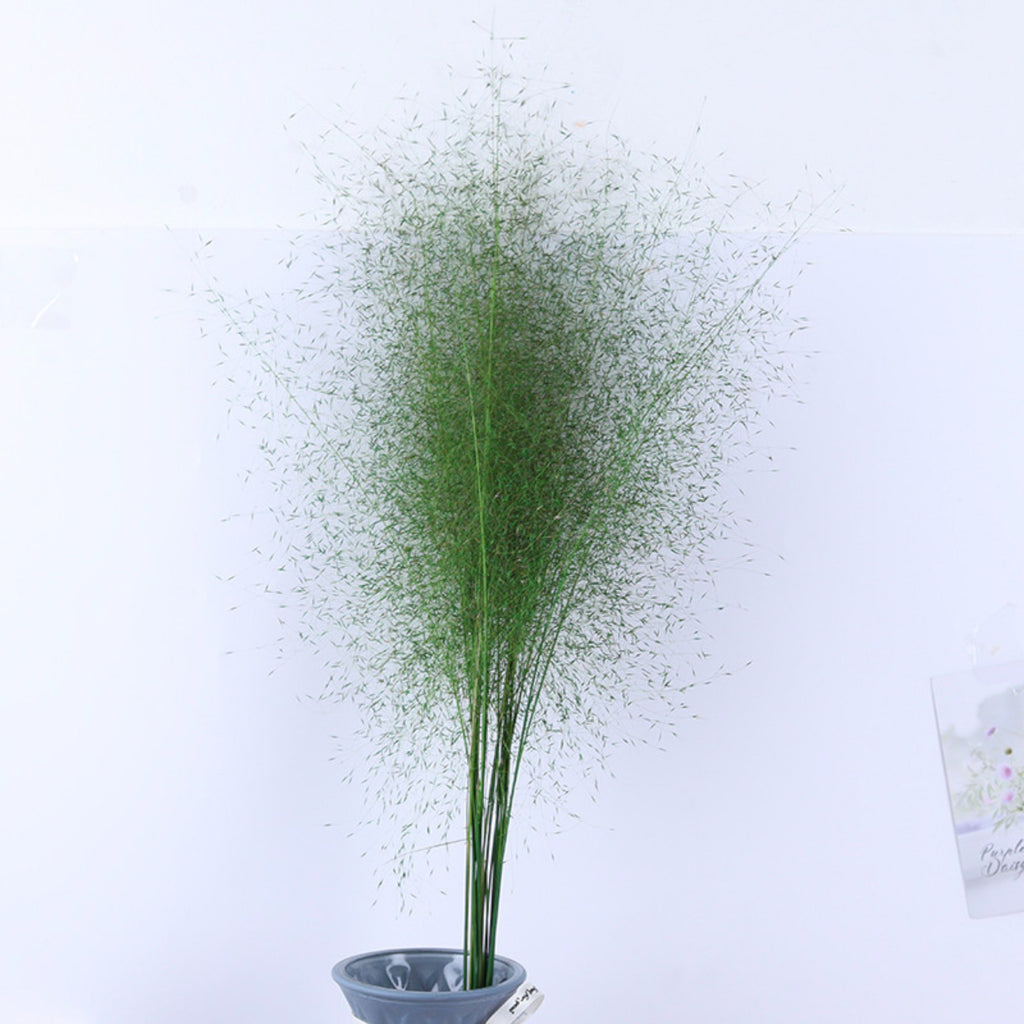 Alilang Decorative Dried Wispy Grass Stems for Home Decoration and Floral Arrangements
