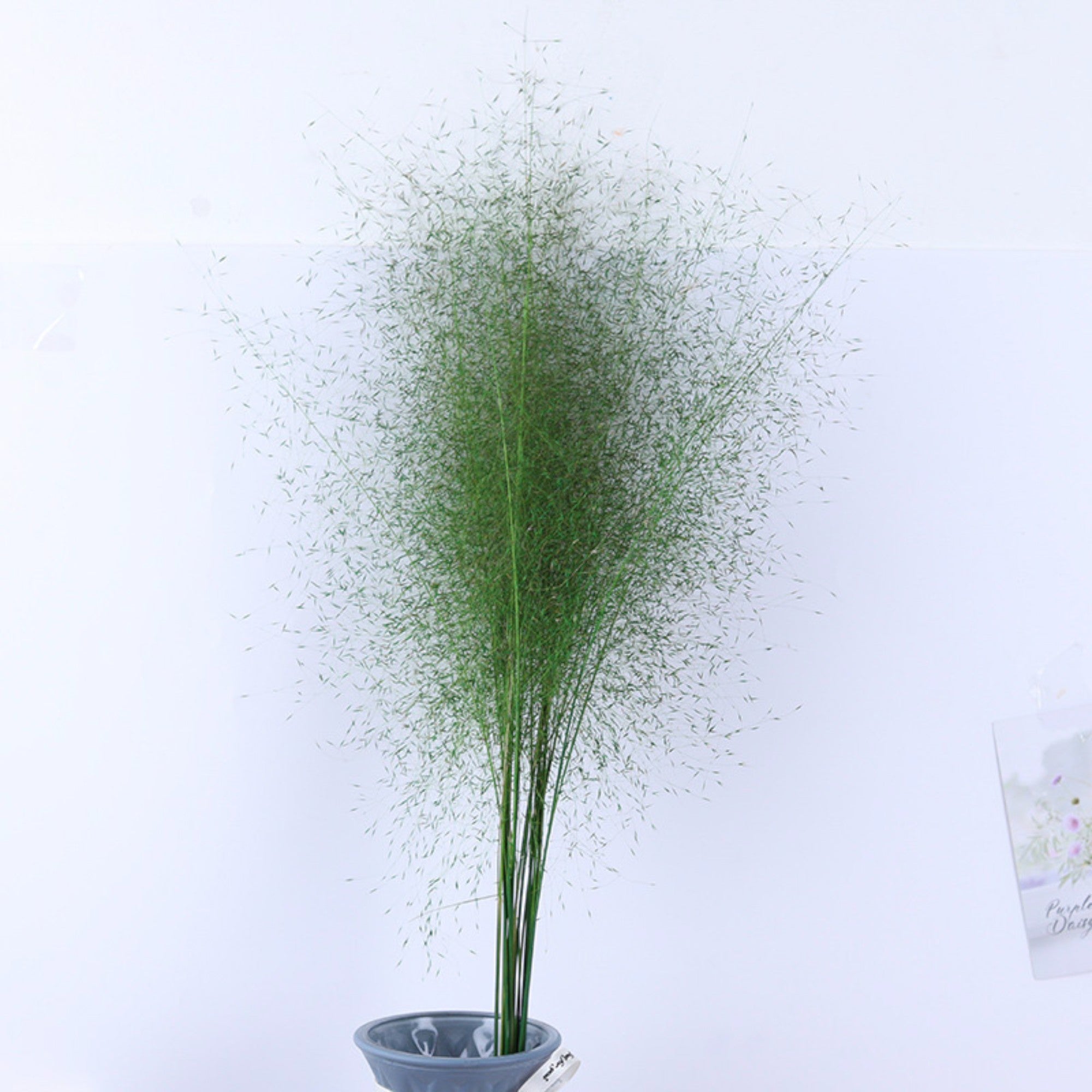 Alilang Decorative Dried Wispy Grass Stems for Home Decoration and Floral Arrangements