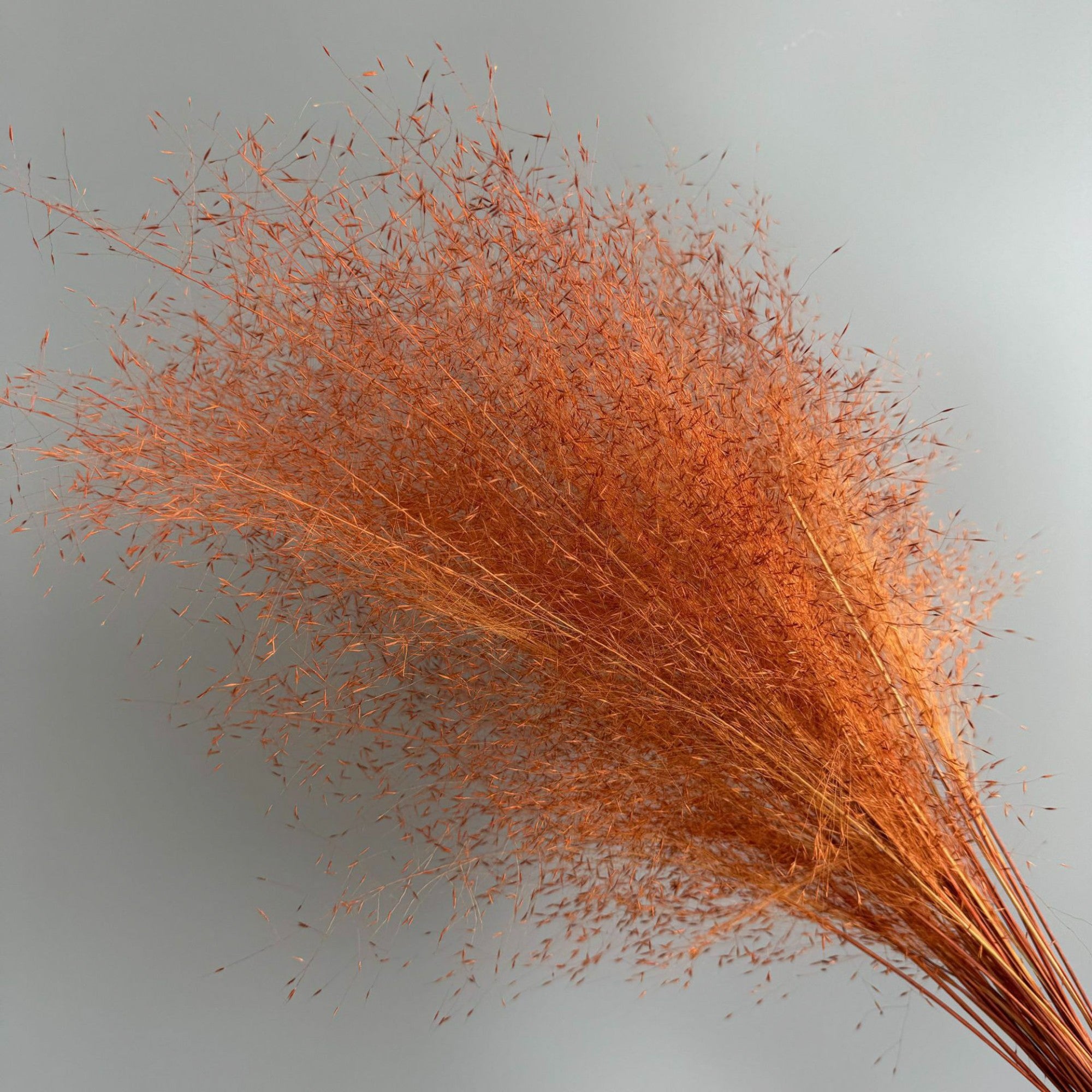 Alilang Decorative Dried Wispy Grass Stems for Home Decoration and Floral Arrangements