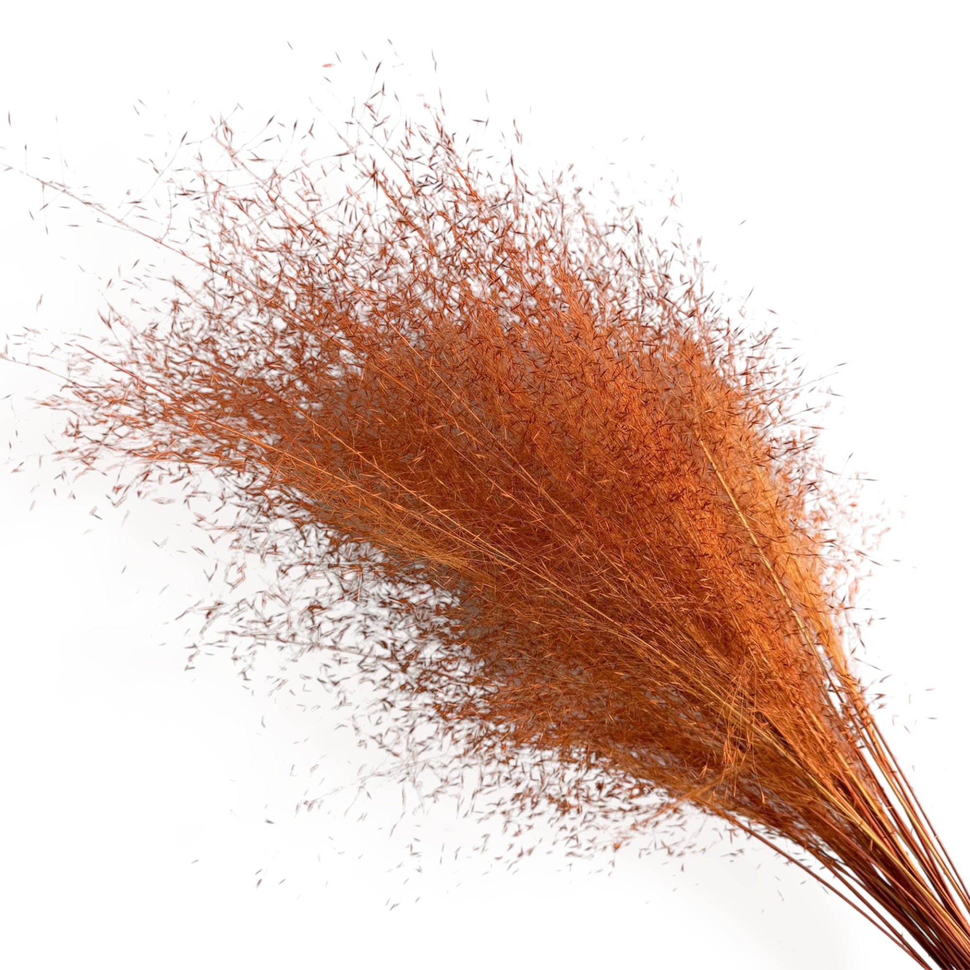 Alilang Decorative Dried Wispy Grass Stems for Home Decoration and Floral Arrangements