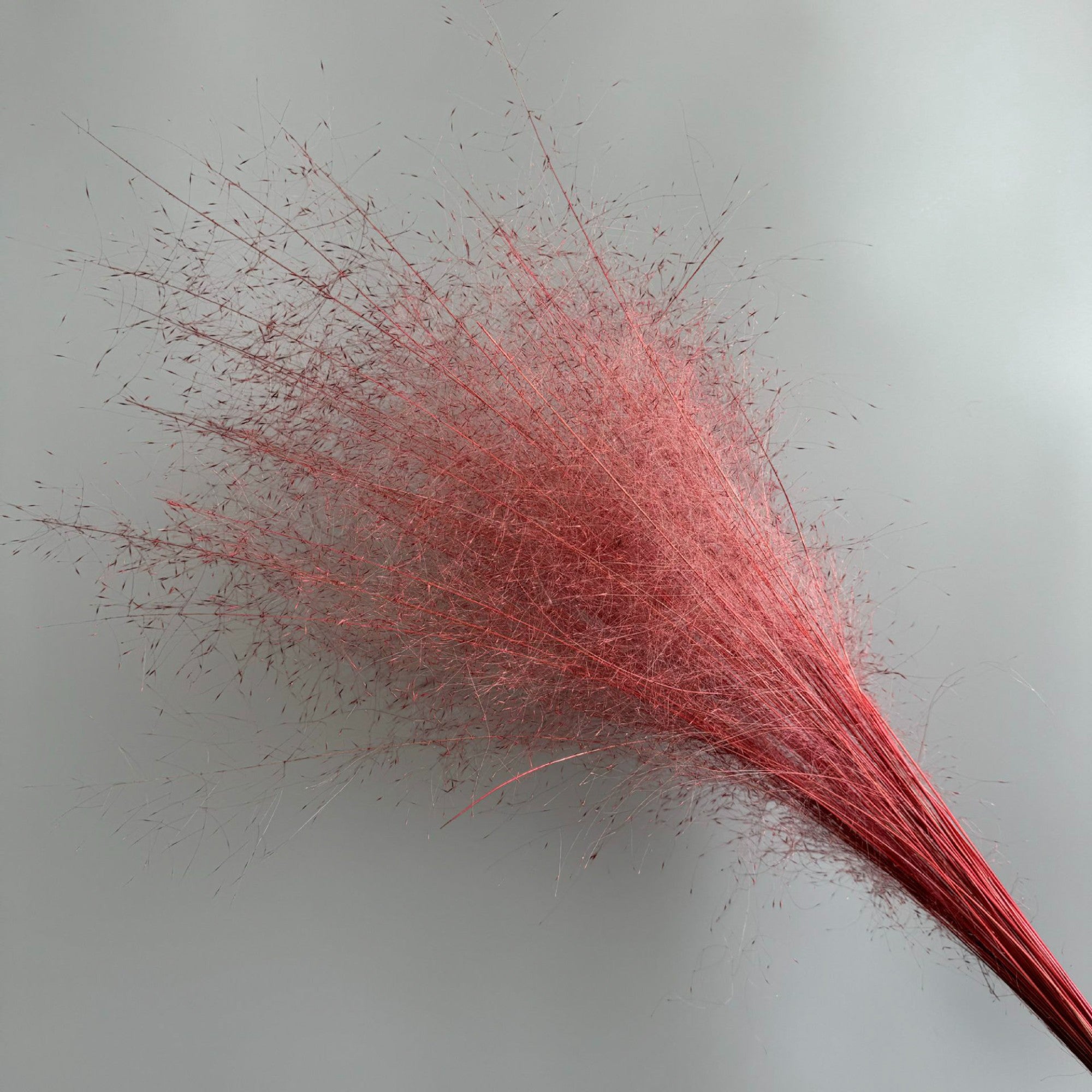 Alilang Decorative Dried Wispy Grass Stems for Home Decoration and Floral Arrangements