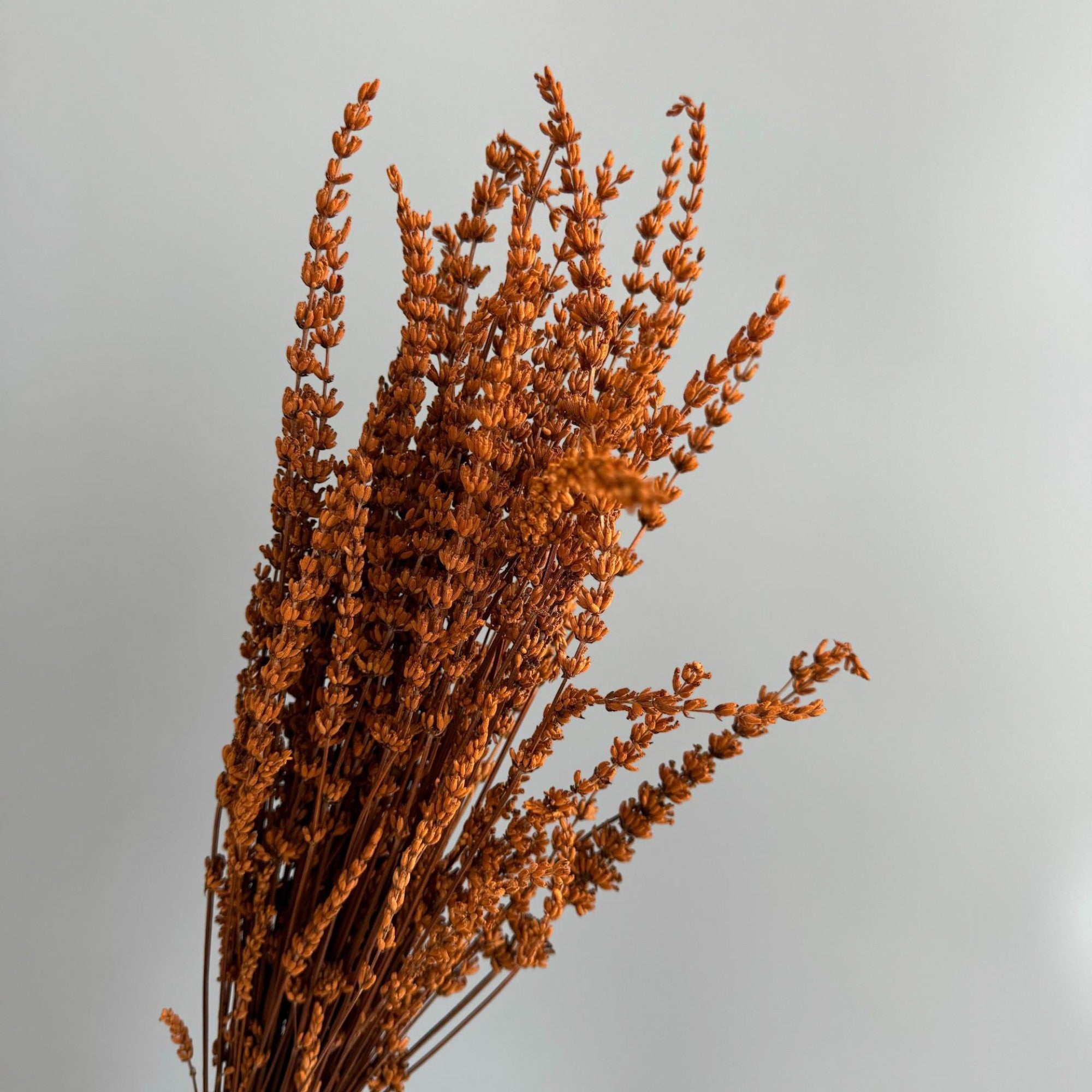 Alilang Decorative Dried Greenery Stems for Home Decoration and Floral Arrangements