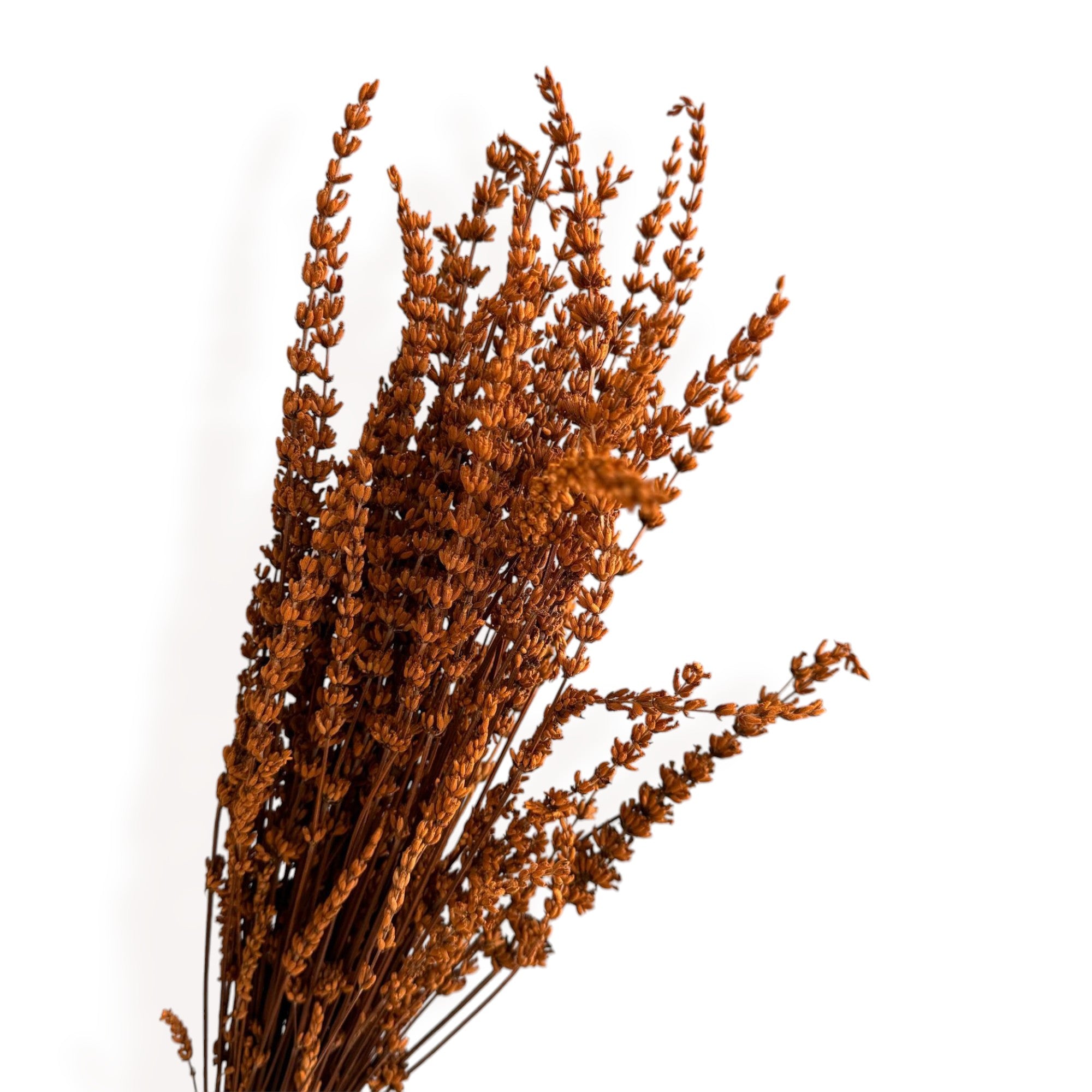 Alilang Decorative Dried Greenery Stems for Home Decoration and Floral Arrangements