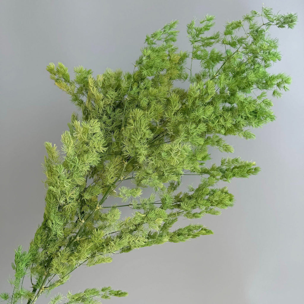 Alilang Decorative Dried Fine Leaf Stems for Home Decoration and Floral Arrangements