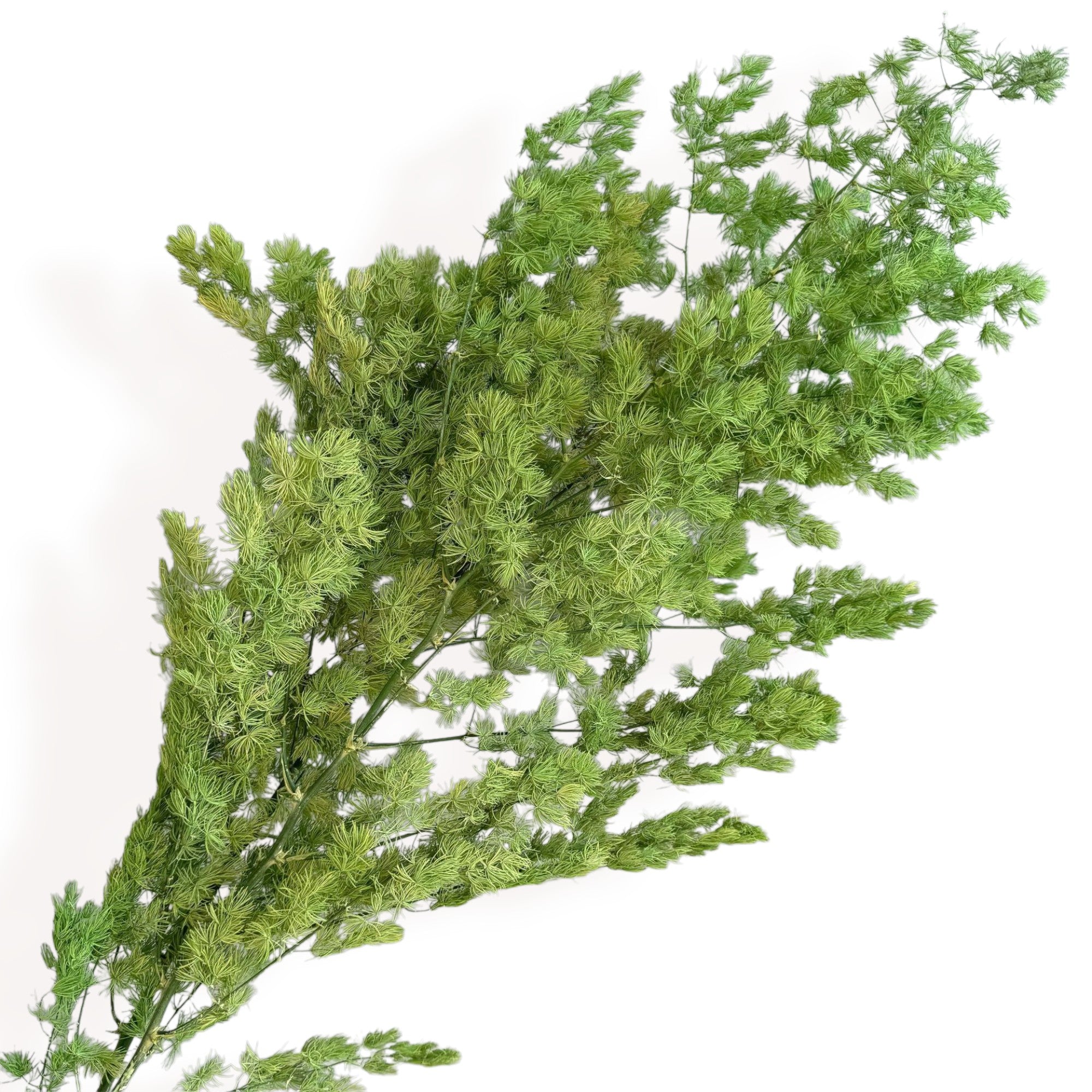 Alilang Decorative Dried Fine Leaf Stems for Home Decoration and Floral Arrangements