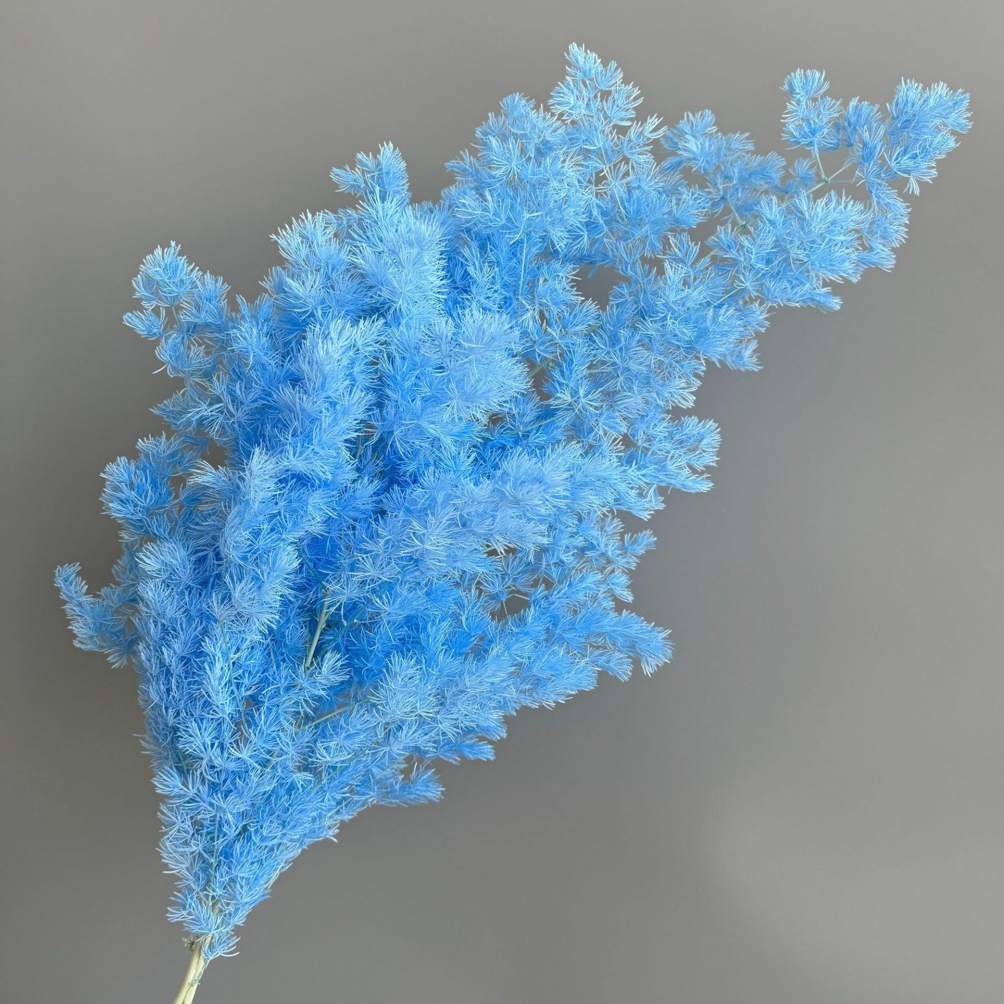 Alilang Decorative Dried Fine Leaf Stems for Home Decoration and Floral Arrangements