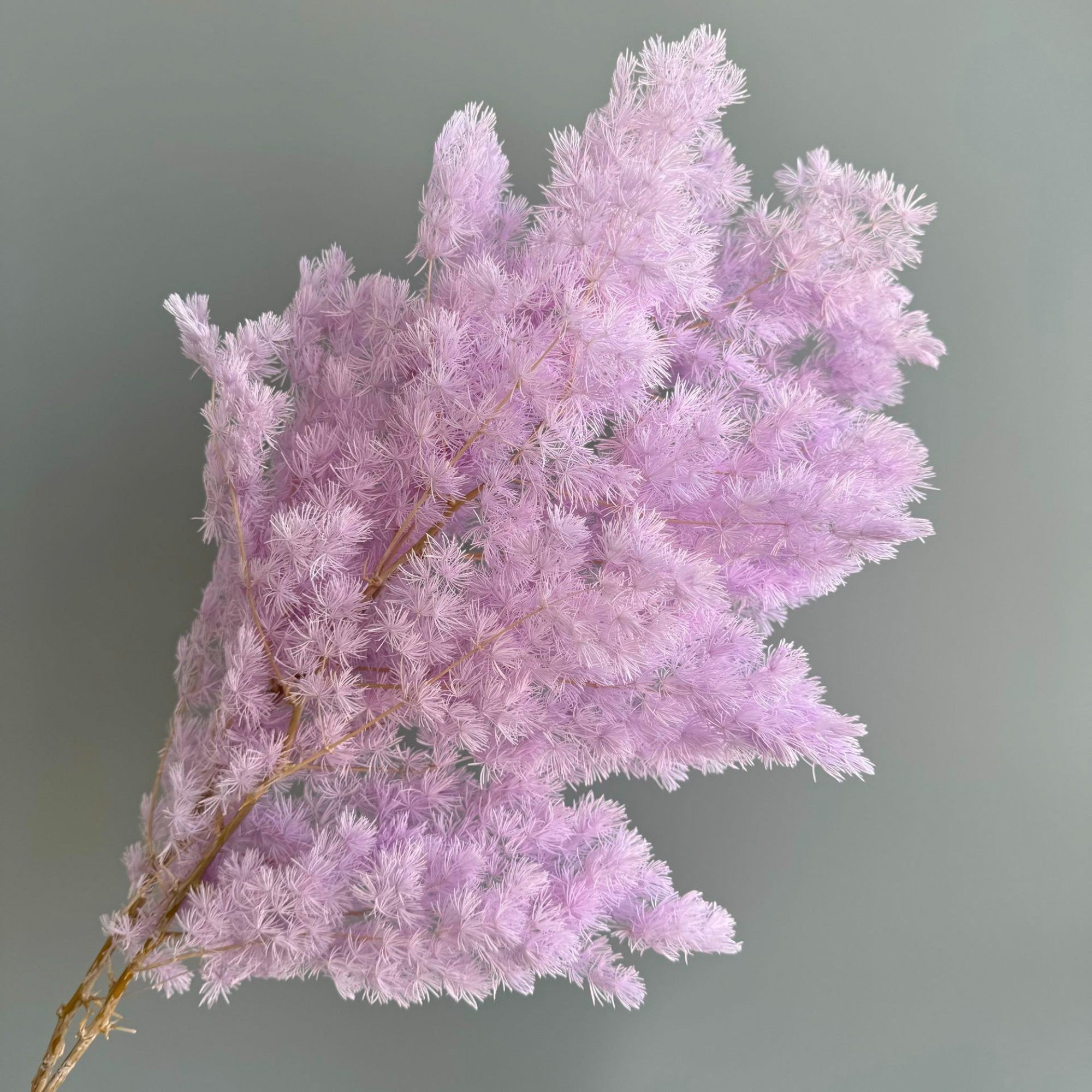 Alilang Decorative Dried Fine Leaf Stems for Home Decoration and Floral Arrangements
