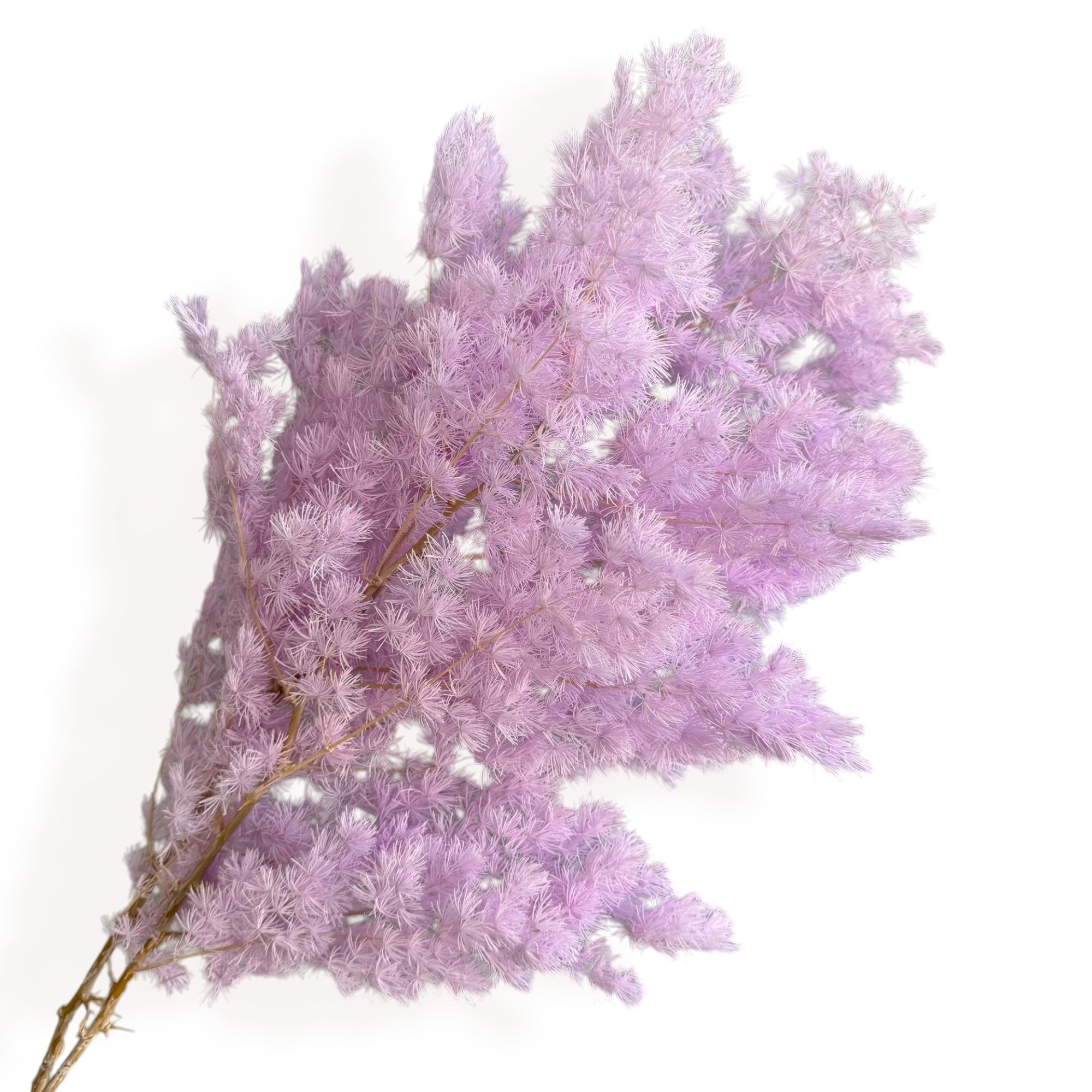 Alilang Decorative Dried Fine Leaf Stems for Home Decoration and Floral Arrangements