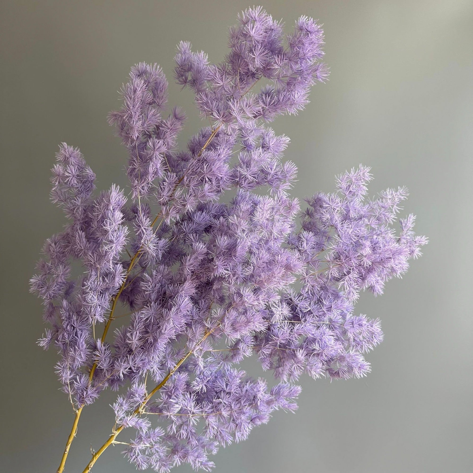 Alilang Decorative Dried Fine Leaf Stems for Home Decoration and Floral Arrangements
