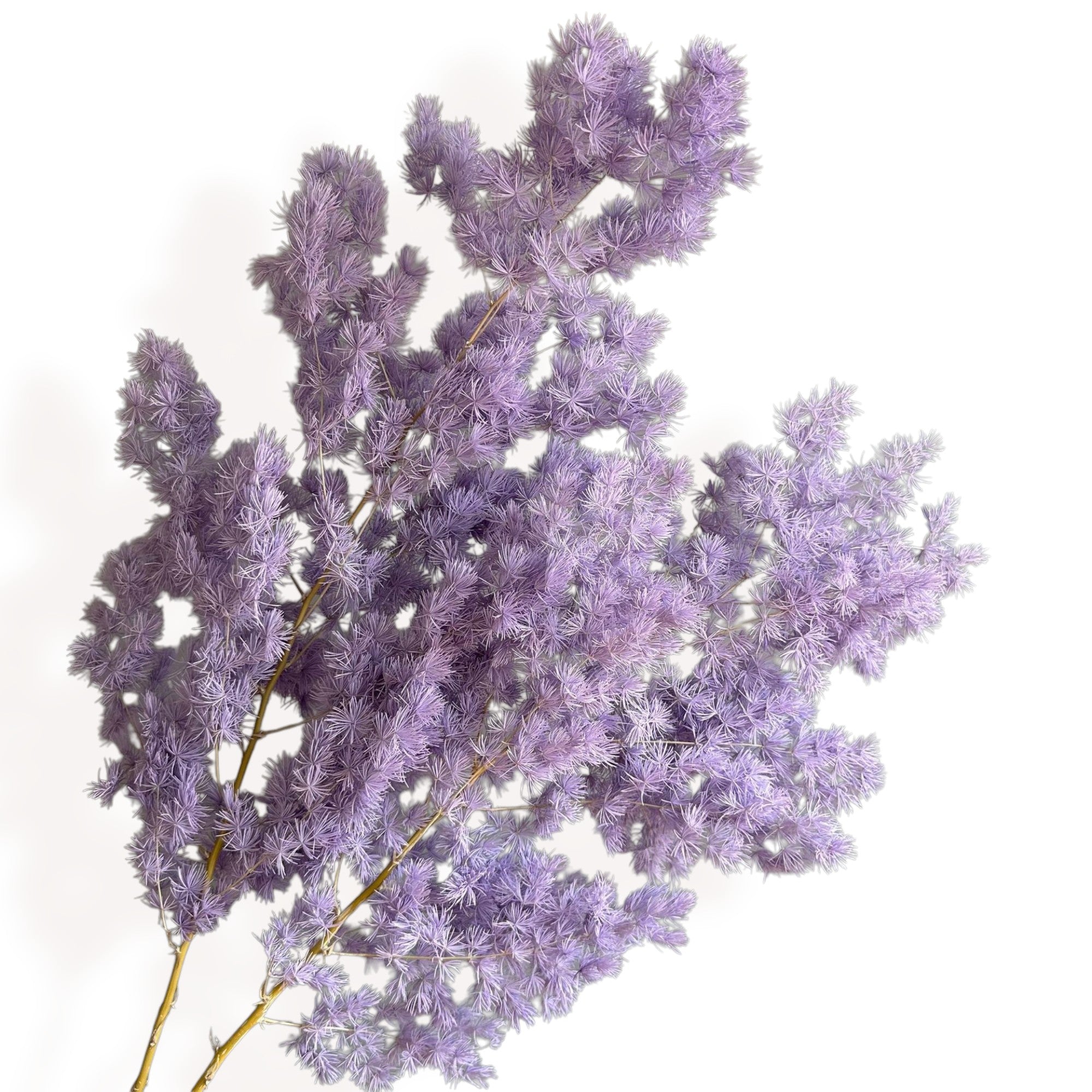 Alilang Decorative Dried Fine Leaf Stems for Home Decoration and Floral Arrangements