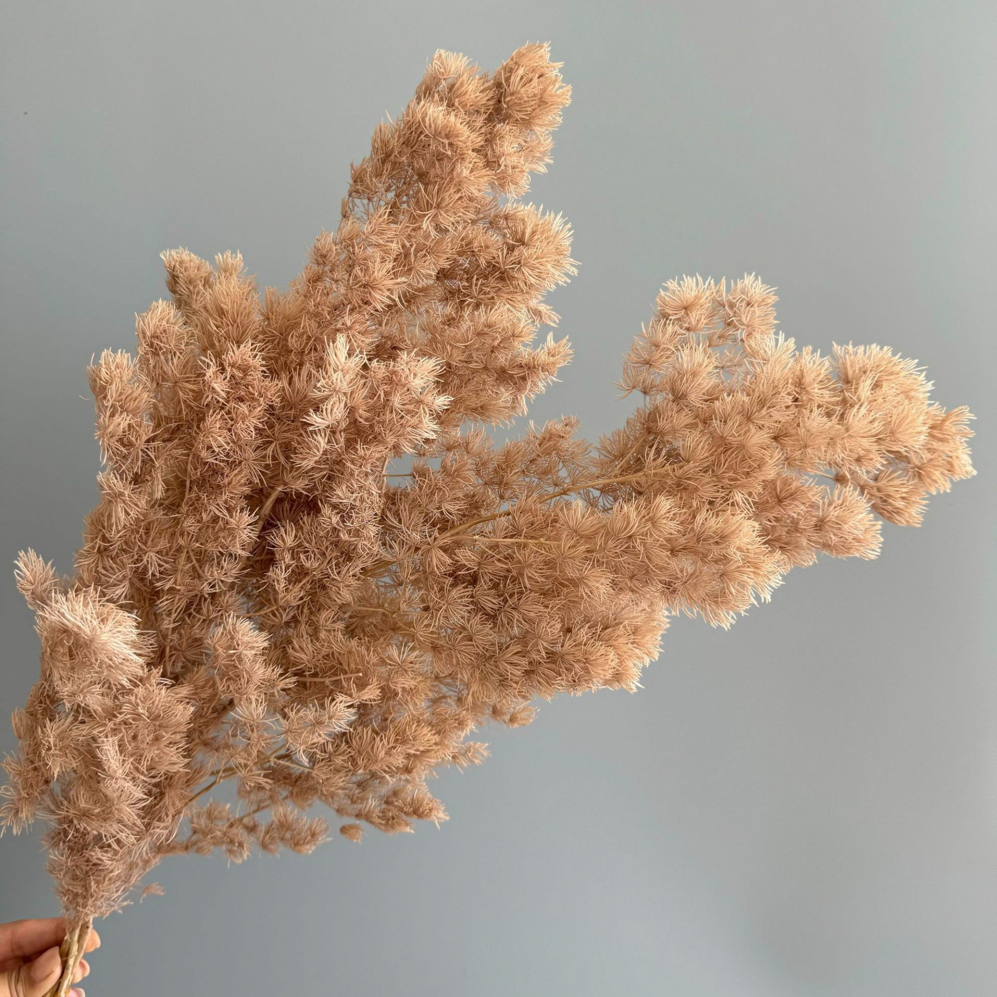 Alilang Decorative Dried Fine Leaf Stems for Home Decoration and Floral Arrangements
