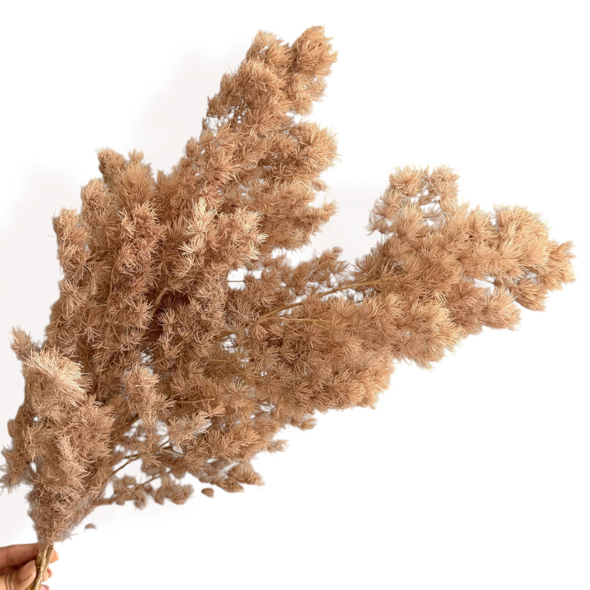 Alilang Decorative Dried Fine Leaf Stems for Home Decoration and Floral Arrangements