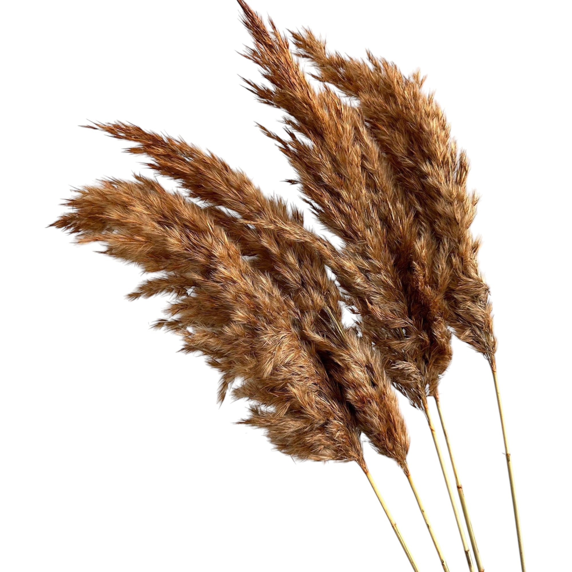 Alilang Decorative Mixed Dried Flower Bouquet for Home Decoration and Event Arrangements