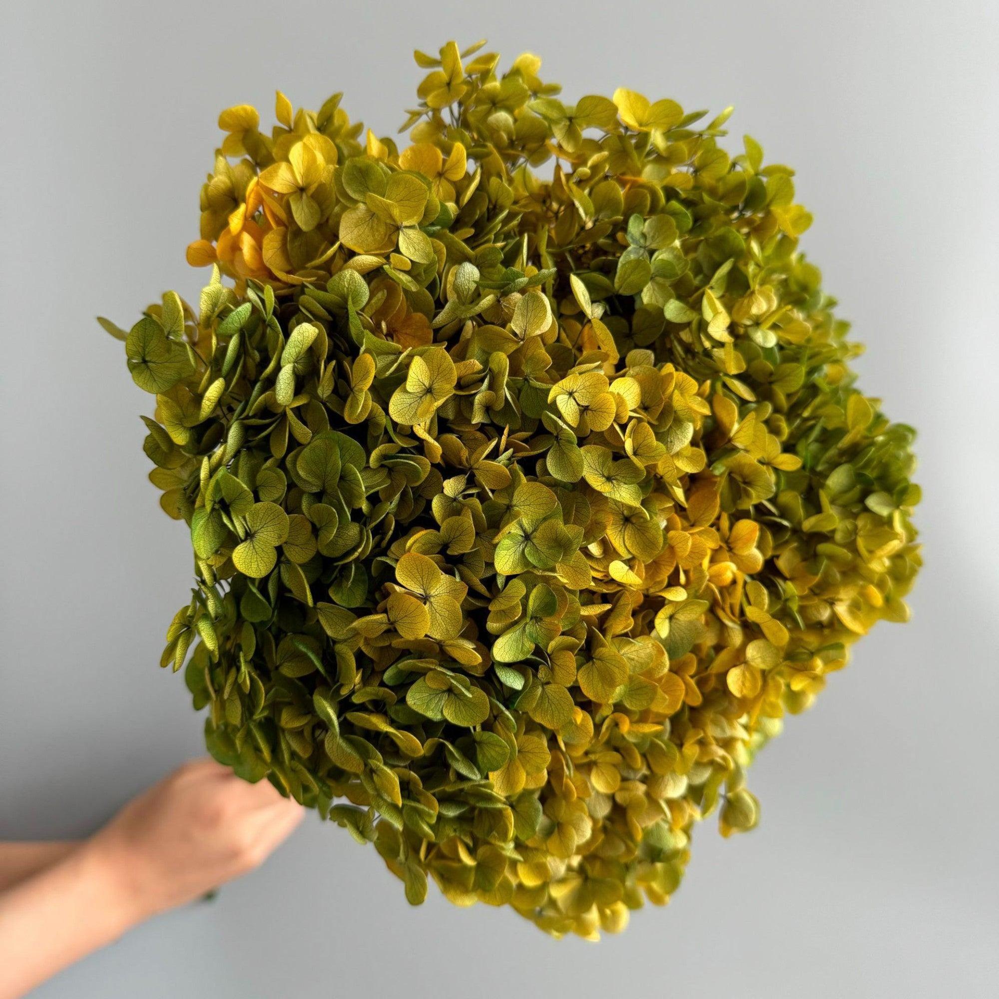 Alilang Decorative Dried Hydrangea Blooms for Home Decoration and Floral Arrangements