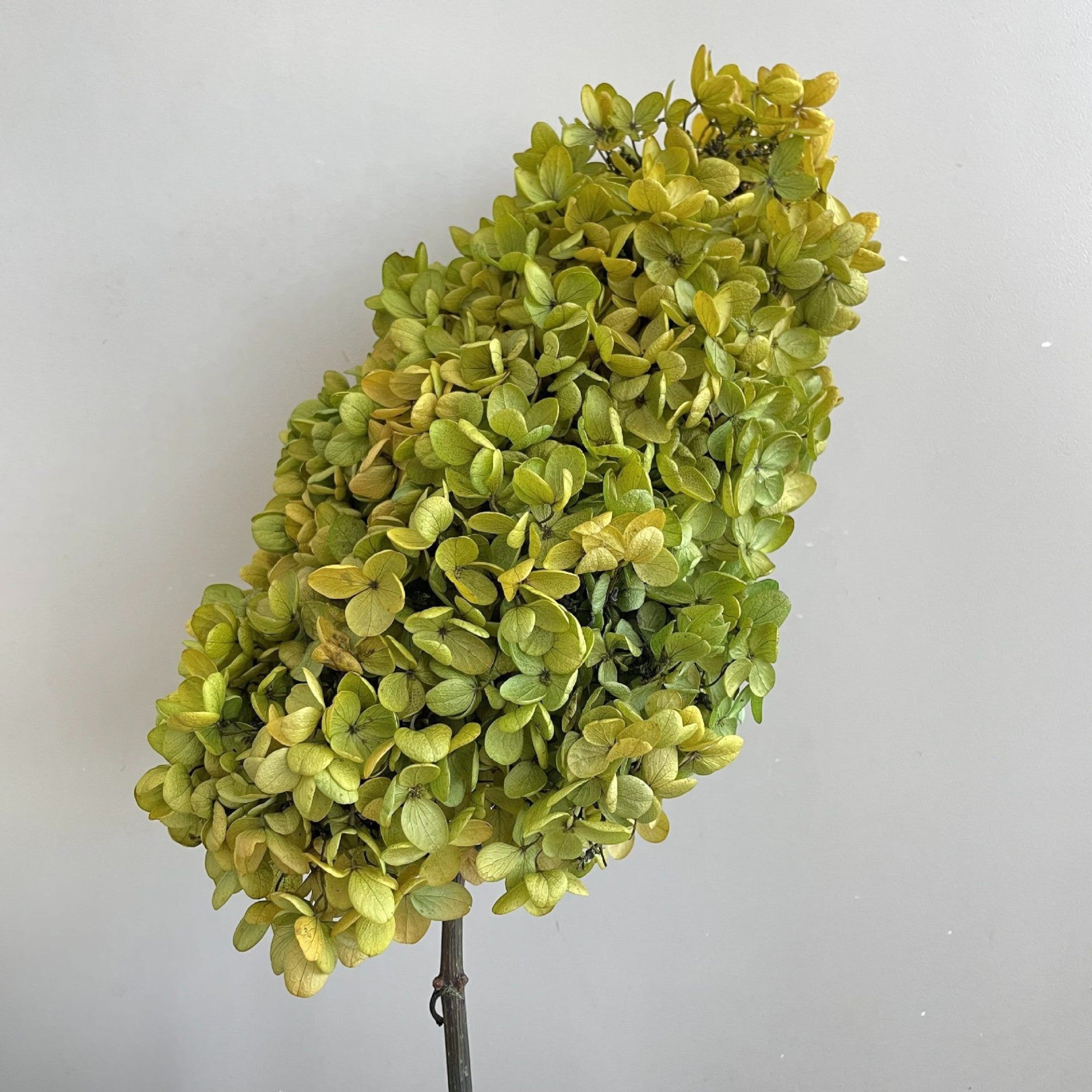 Alilang Decorative Dried Hydrangea Blooms for Home Decoration and Floral Arrangements