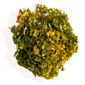 Alilang Decorative Dried Hydrangea Blooms for Home Decoration and Floral Arrangements
