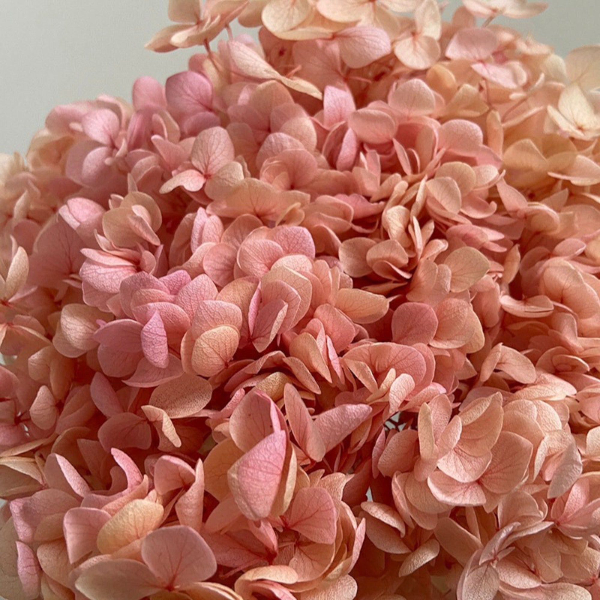Alilang Decorative Dried Hydrangea Blooms for Home Decoration and Floral Arrangements