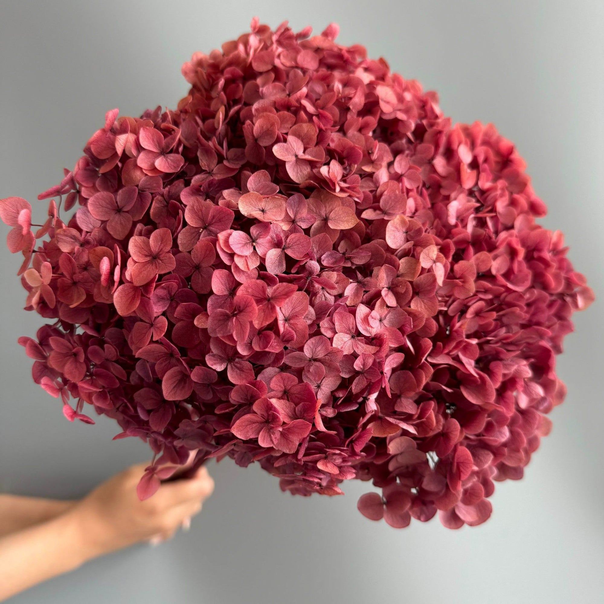 Alilang Decorative Dried Hydrangea Blooms for Home Decoration and Floral Arrangements