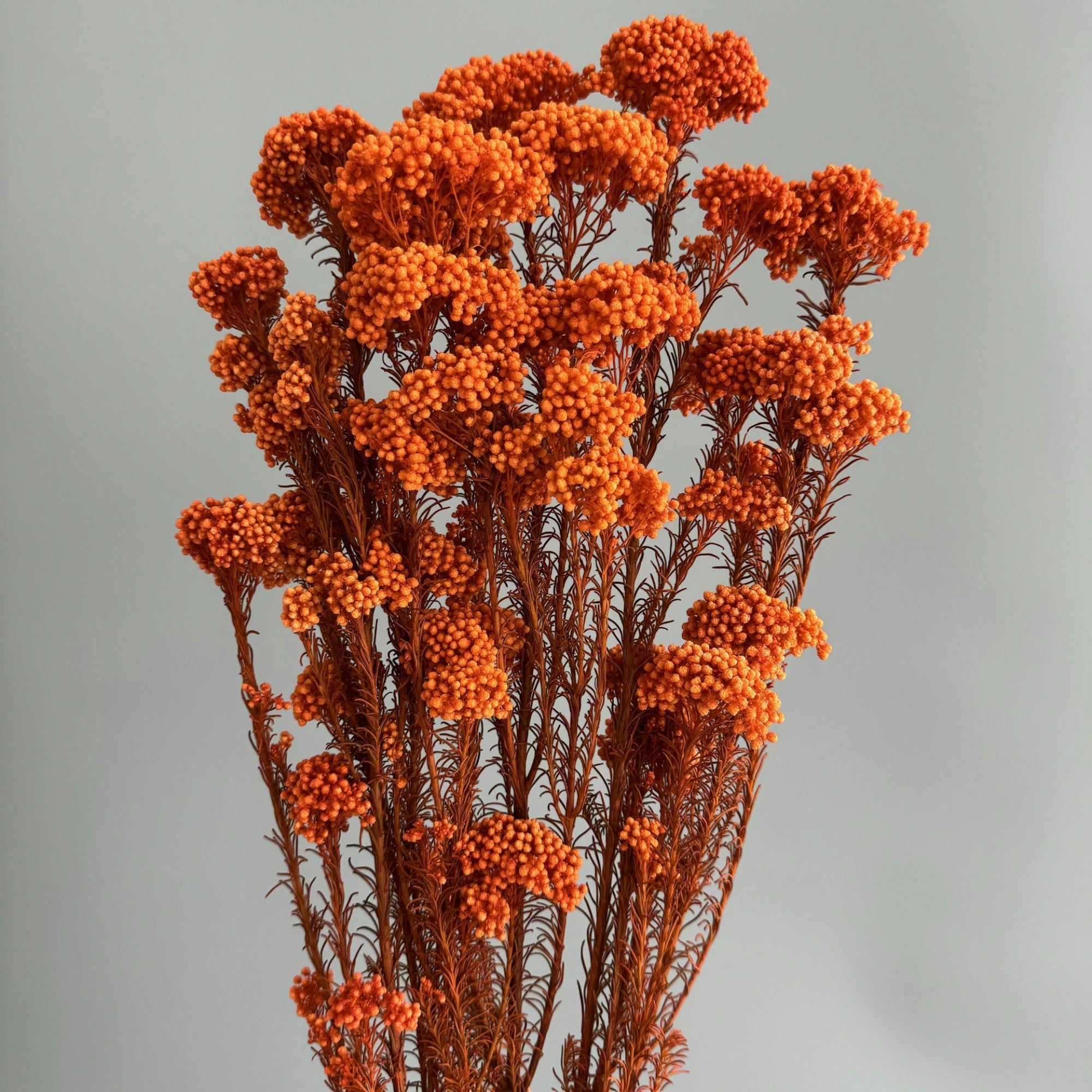 Alilang Decorative Dried Berry Stems for Home Decoration and Floral Arrangements