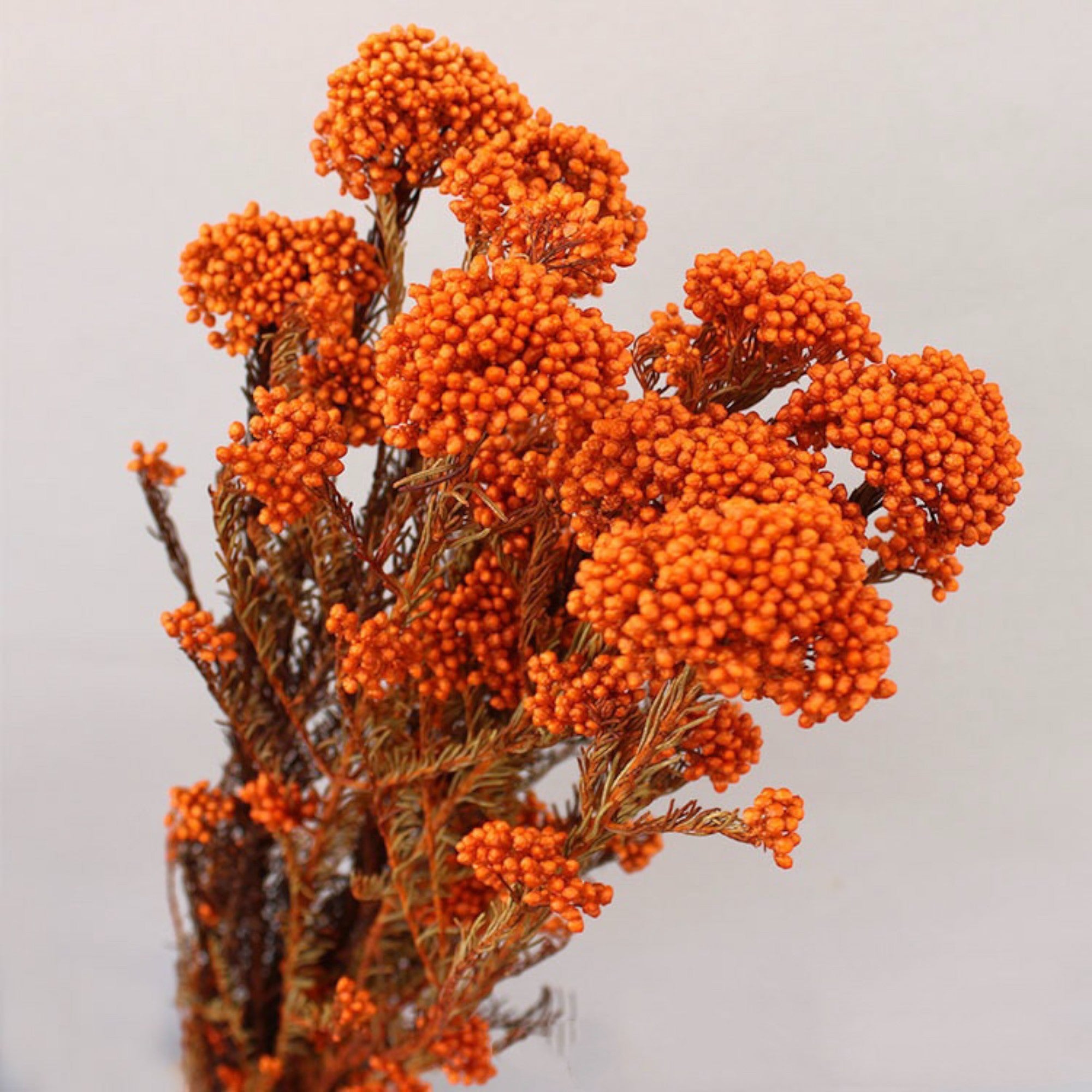 Alilang Decorative Dried Berry Stems for Home Decoration and Floral Arrangements