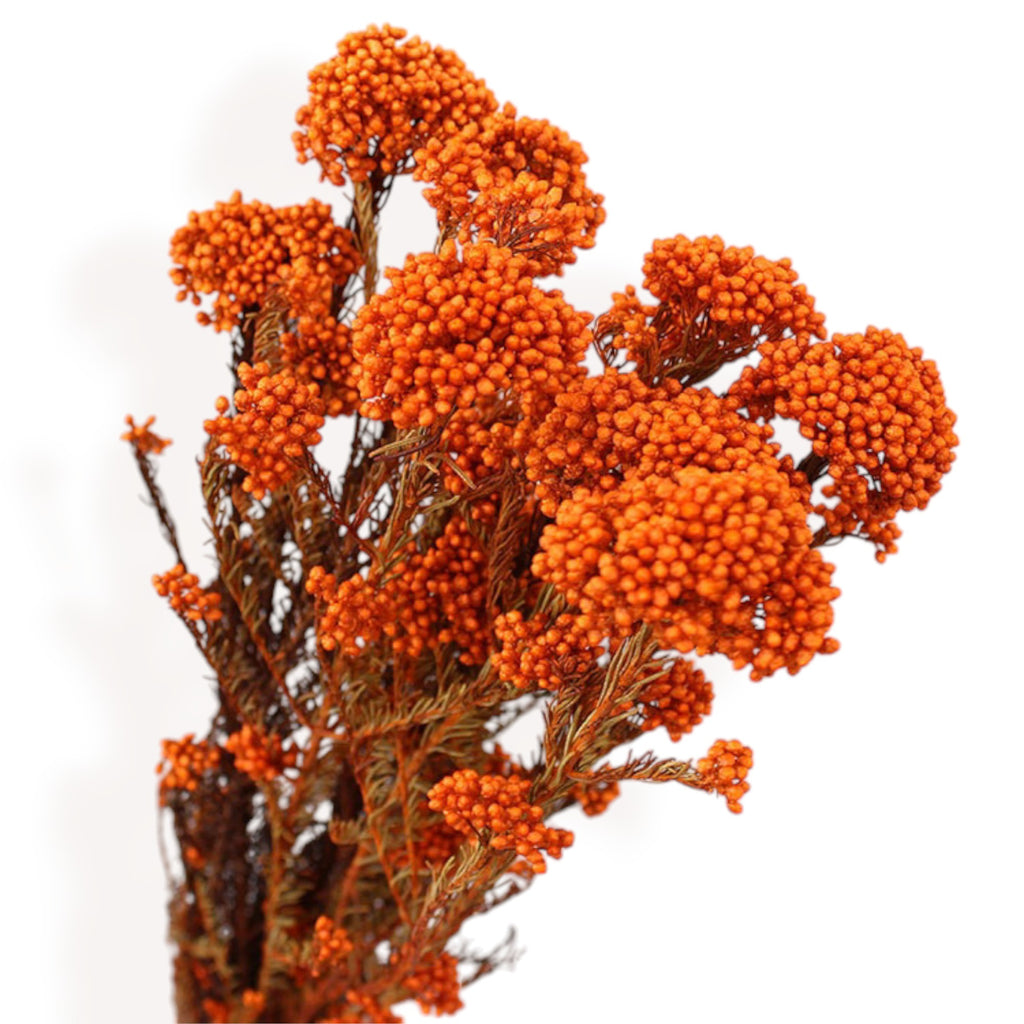Alilang Decorative Dried Berry Stems for Home Decoration and Floral Arrangements