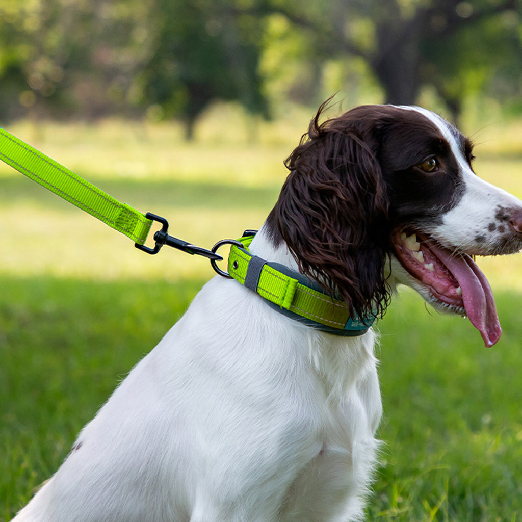 Anna-Kaci Dog Leash Comfort Reflective Nylon Pet Training Leash with Padded Handle 4ft and 5ft