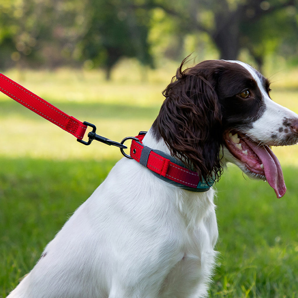 Anna-Kaci Dog Leash Comfort Reflective Nylon Pet Training Leash with Padded Handle 4ft and 5ft