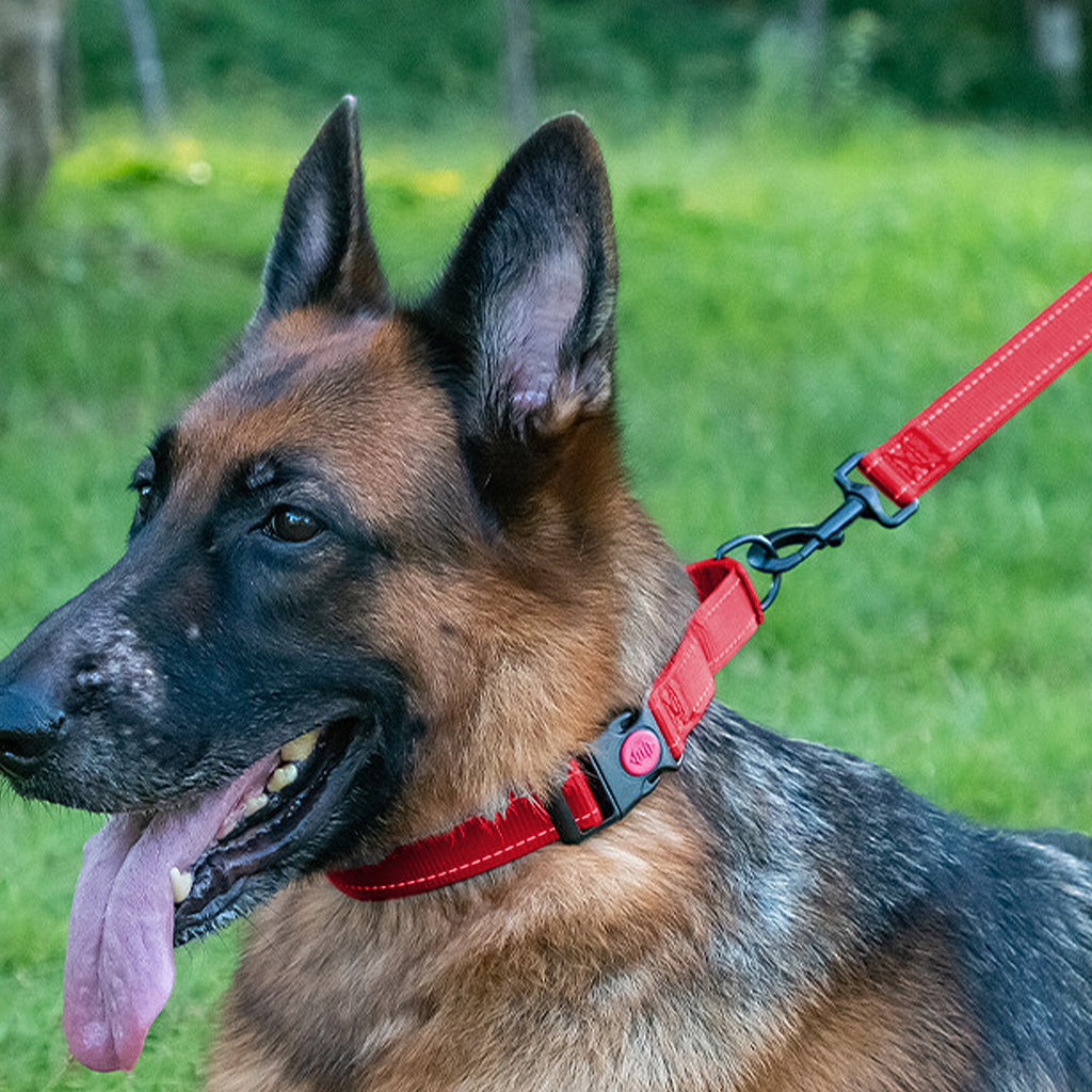 Anna-Kaci Dog Collar Adjustable Reflective Comfort Nylon Pet Collars for All Breeds