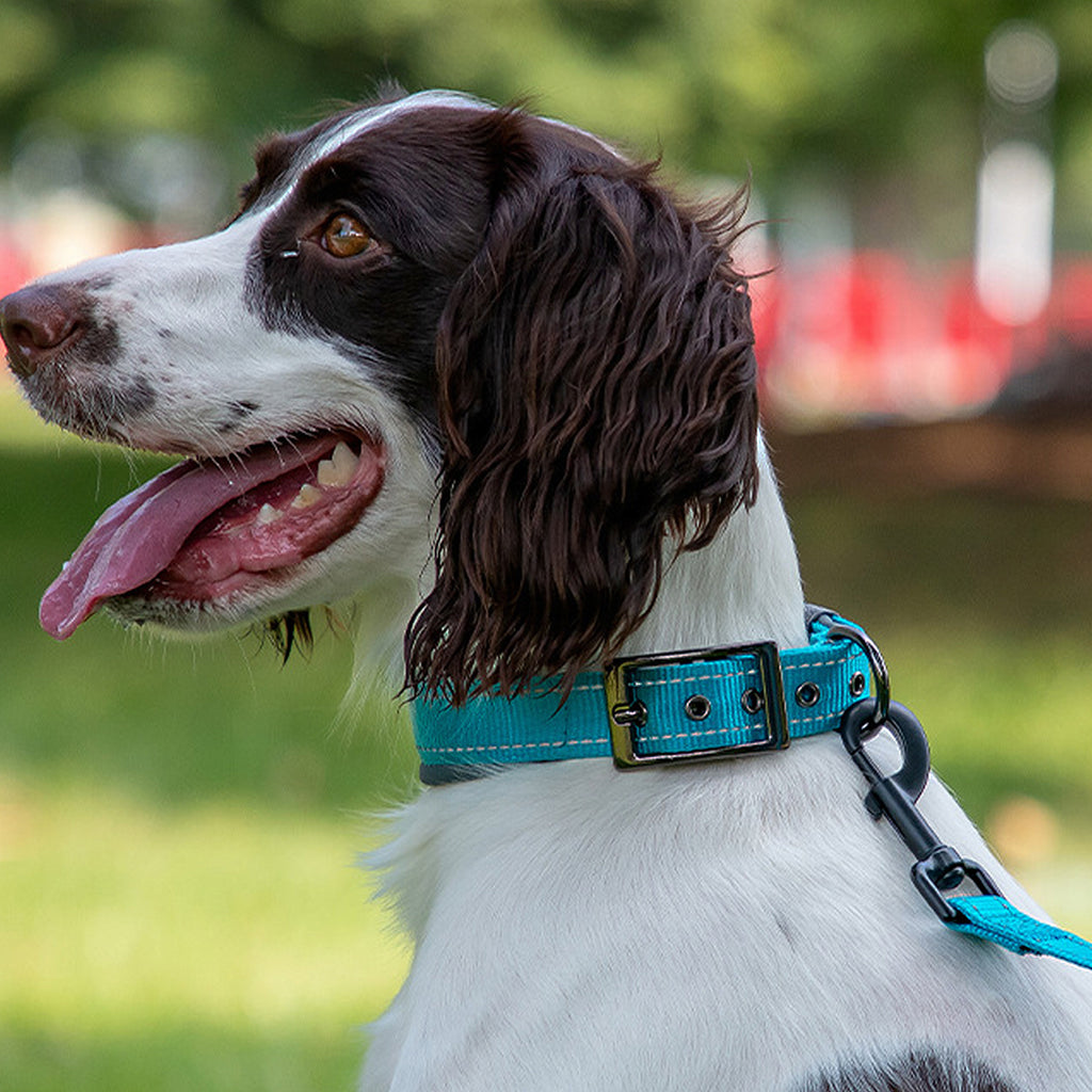 Anna-Kaci Dog Collar Reflective Adjustable Comfort Padded Nylon Pet Collars with Durable Metal Belt Buckle