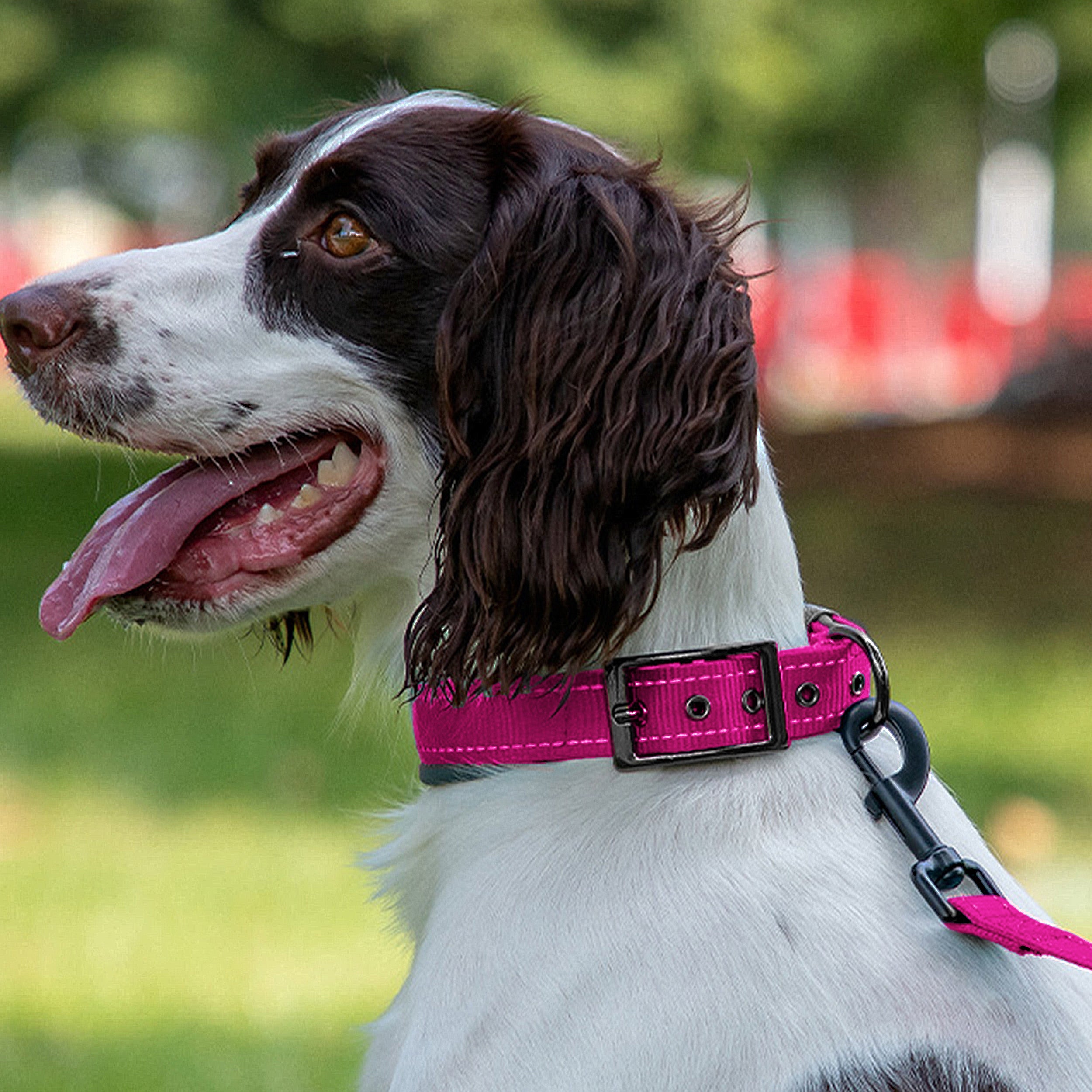 Anna-Kaci Dog Collar Reflective Adjustable Comfort Padded Nylon Pet Collars with Durable Metal Belt Buckle