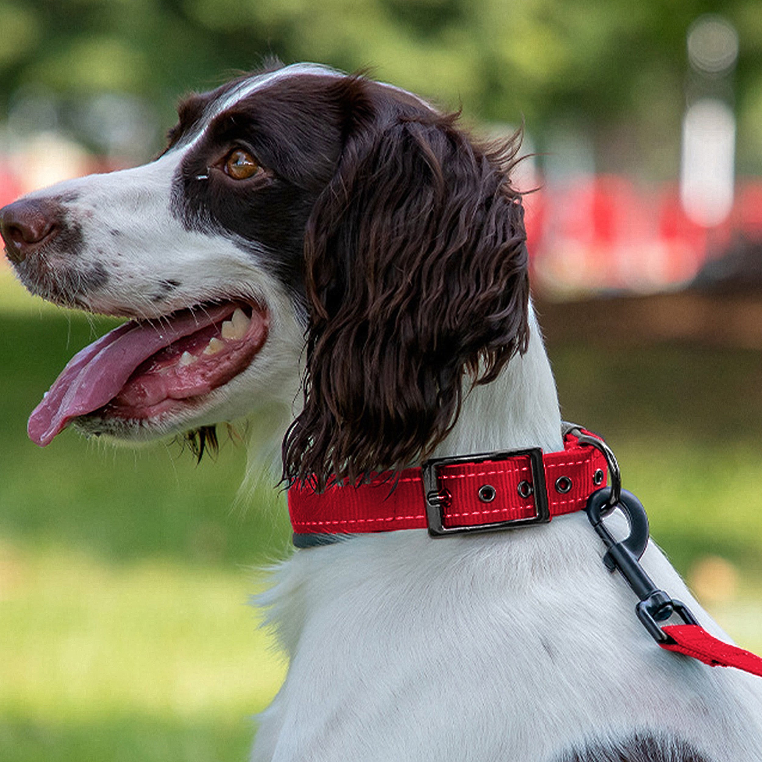 Anna-Kaci Dog Collar Reflective Adjustable Comfort Padded Nylon Pet Collars with Durable Metal Belt Buckle